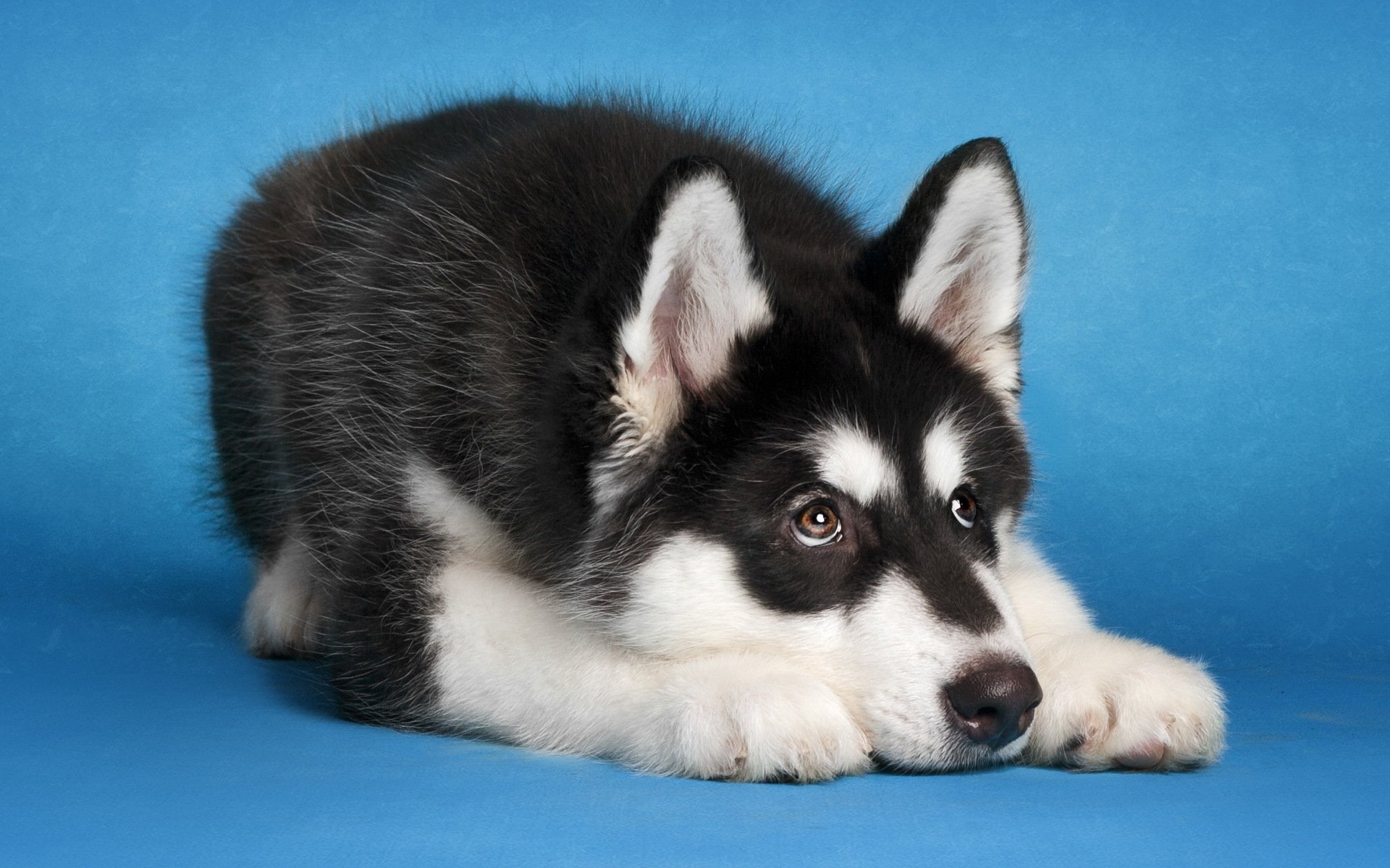 malamute perro amigo