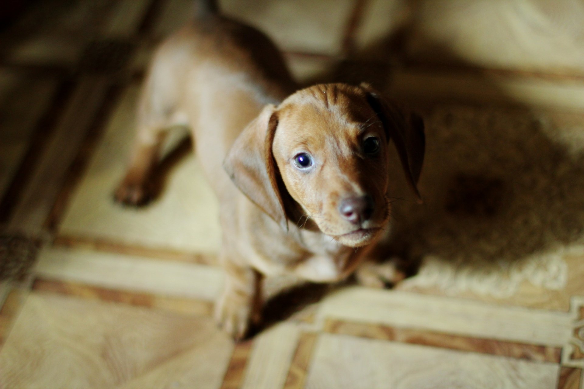 cucciolo cane varie umore fascino