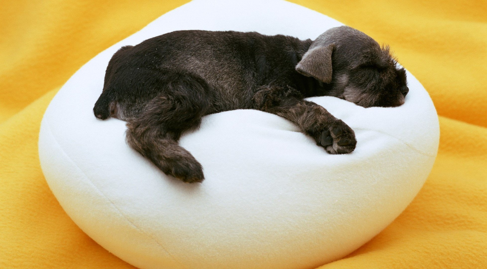 dog puppy sleeping ottoman white black