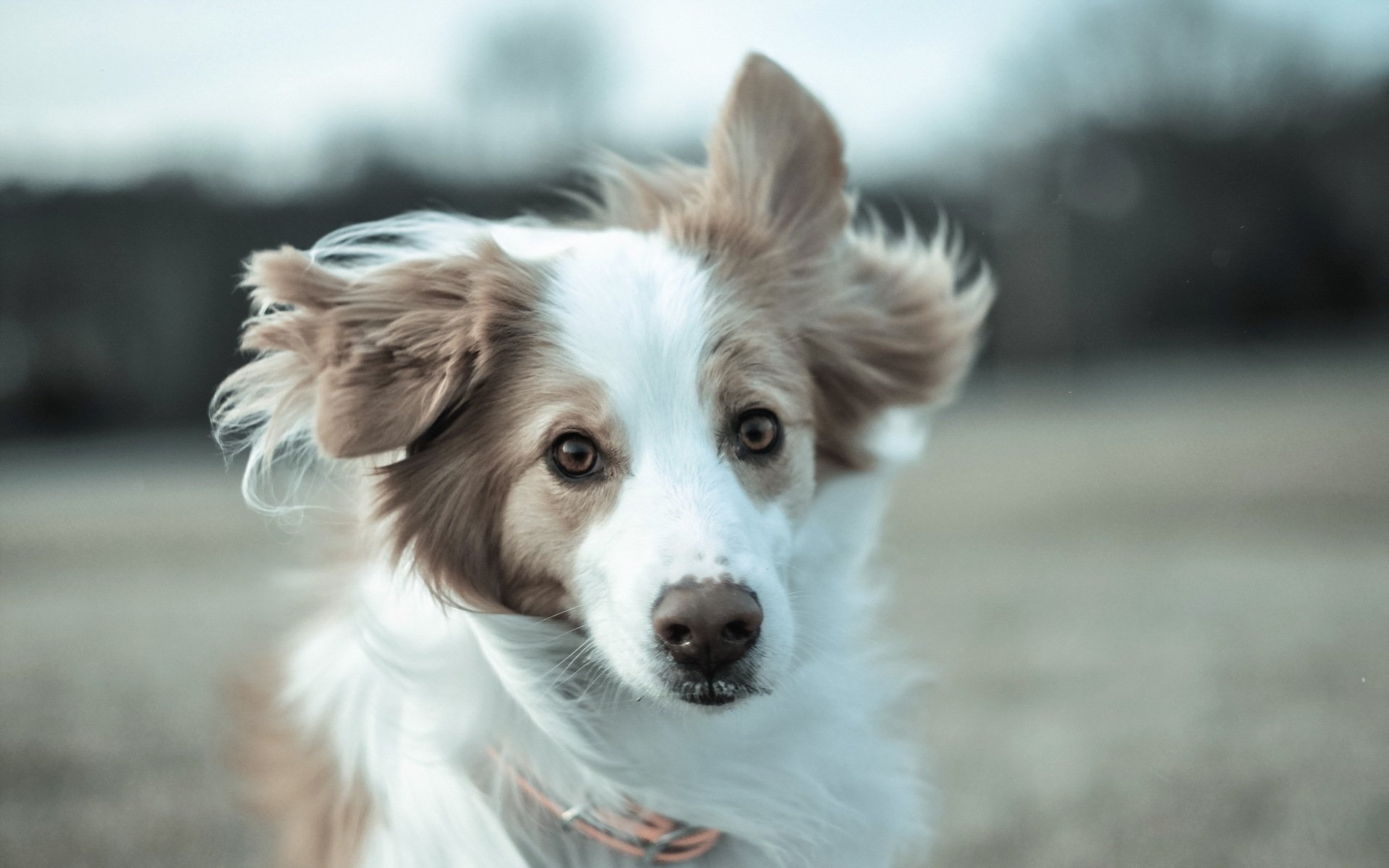 chien regard ami