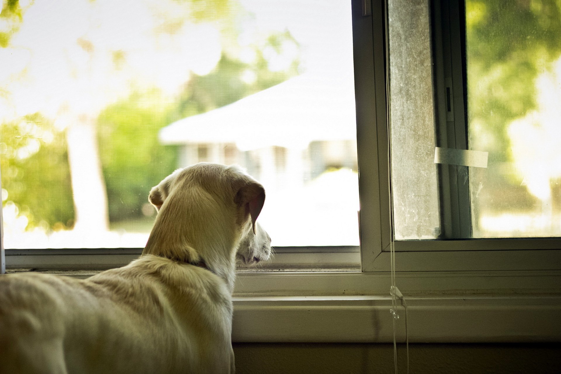 chien maison fenêtre