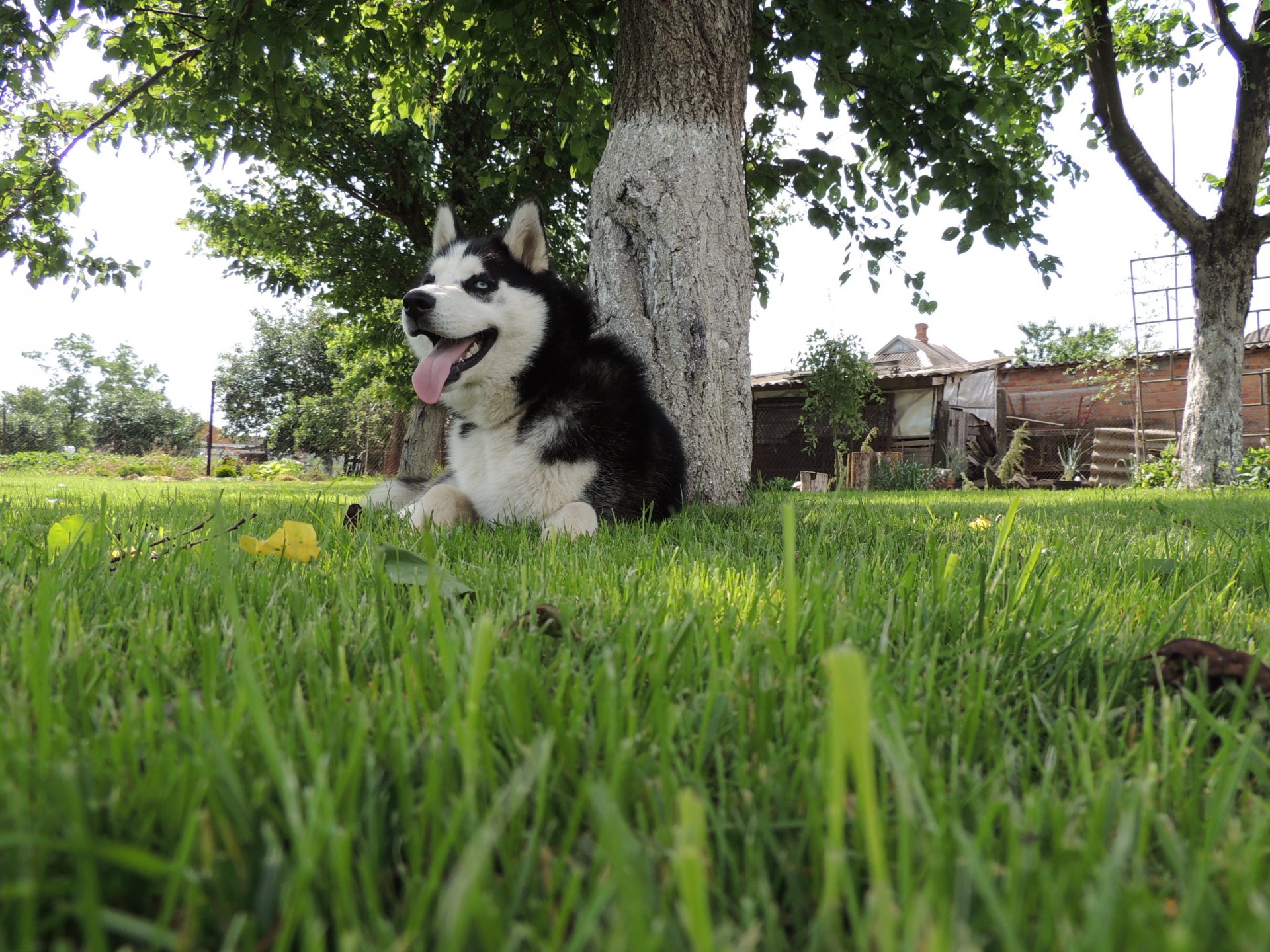 husky sibérien husky husky arnie