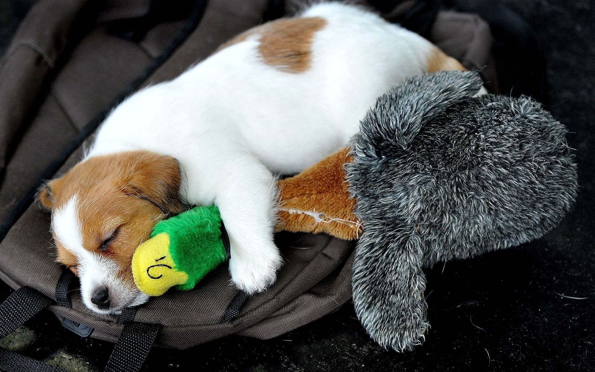 perro cachorro juguete pato dormir