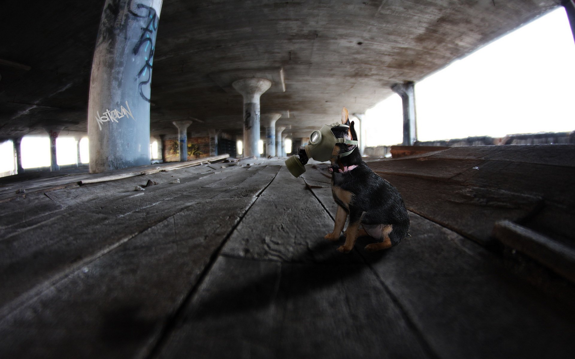 hund freund gasmaske