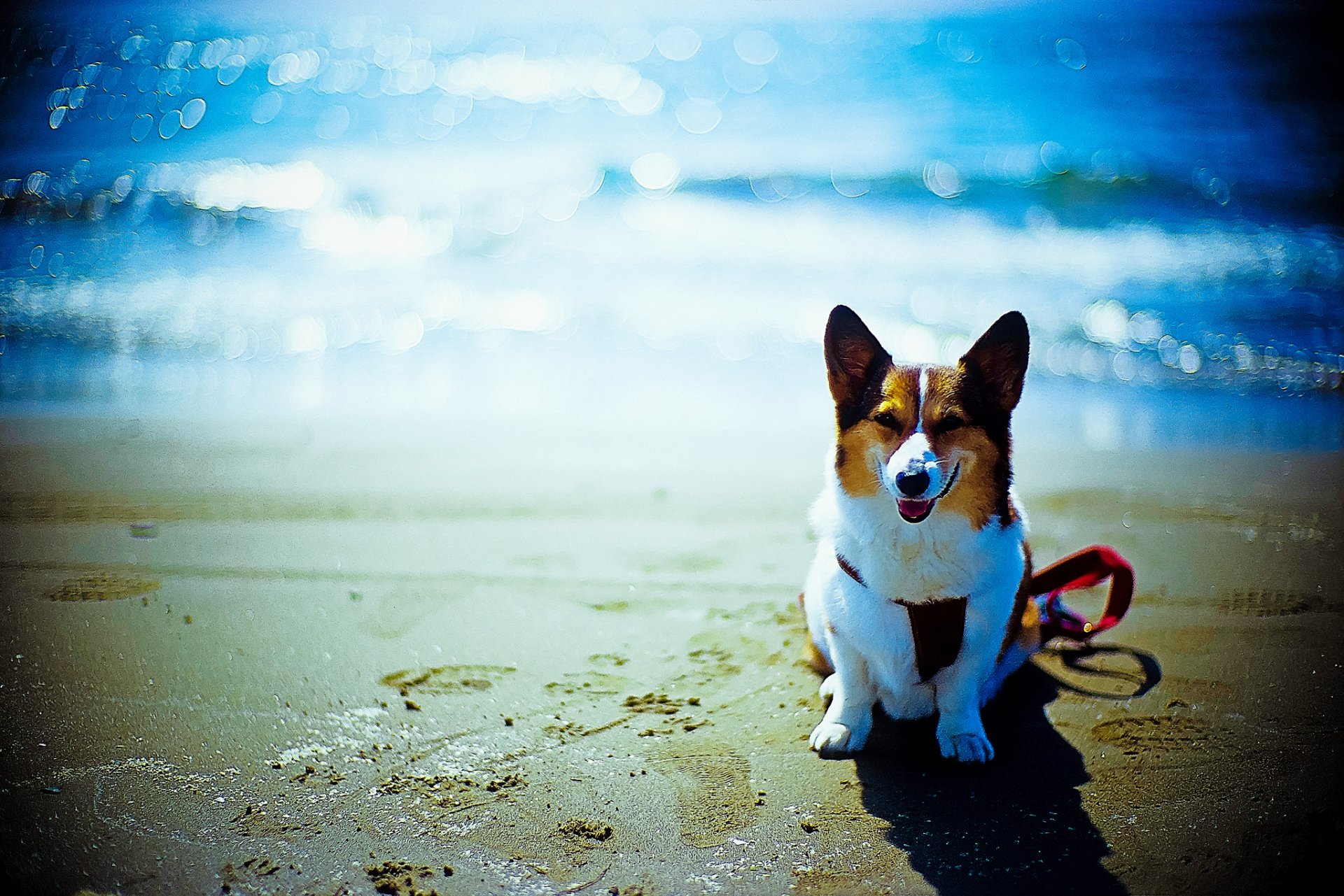 dog other beach ocean bokeh