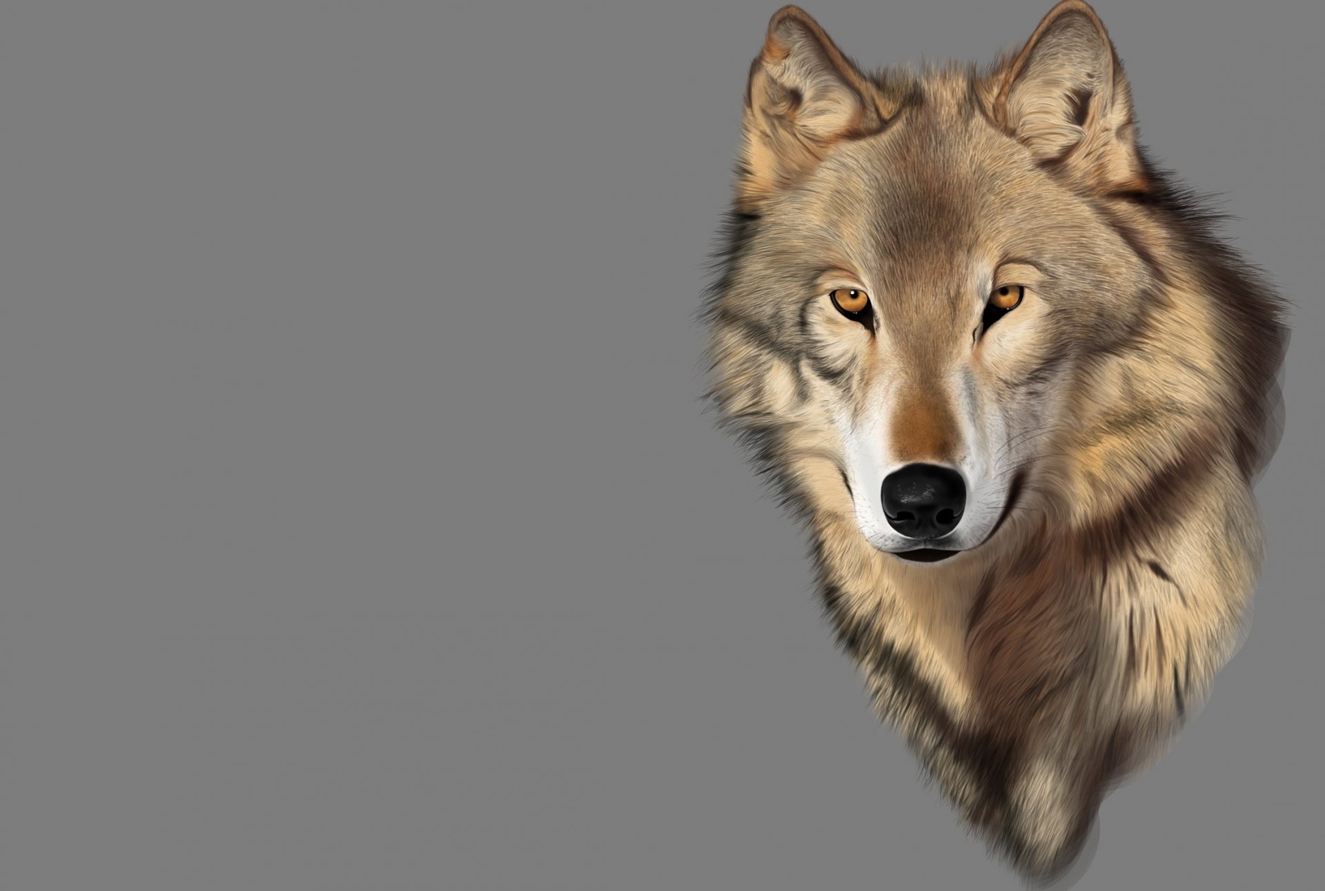 arte rendering lupo predatore umore vista