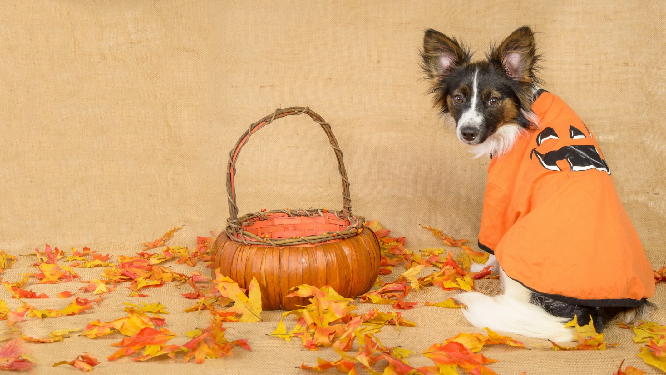 perro mirada hojas otoño