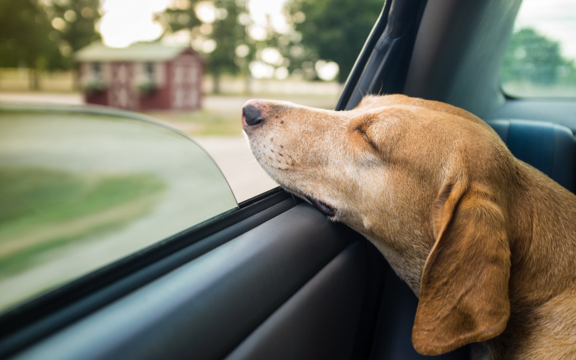 hund auto fenster