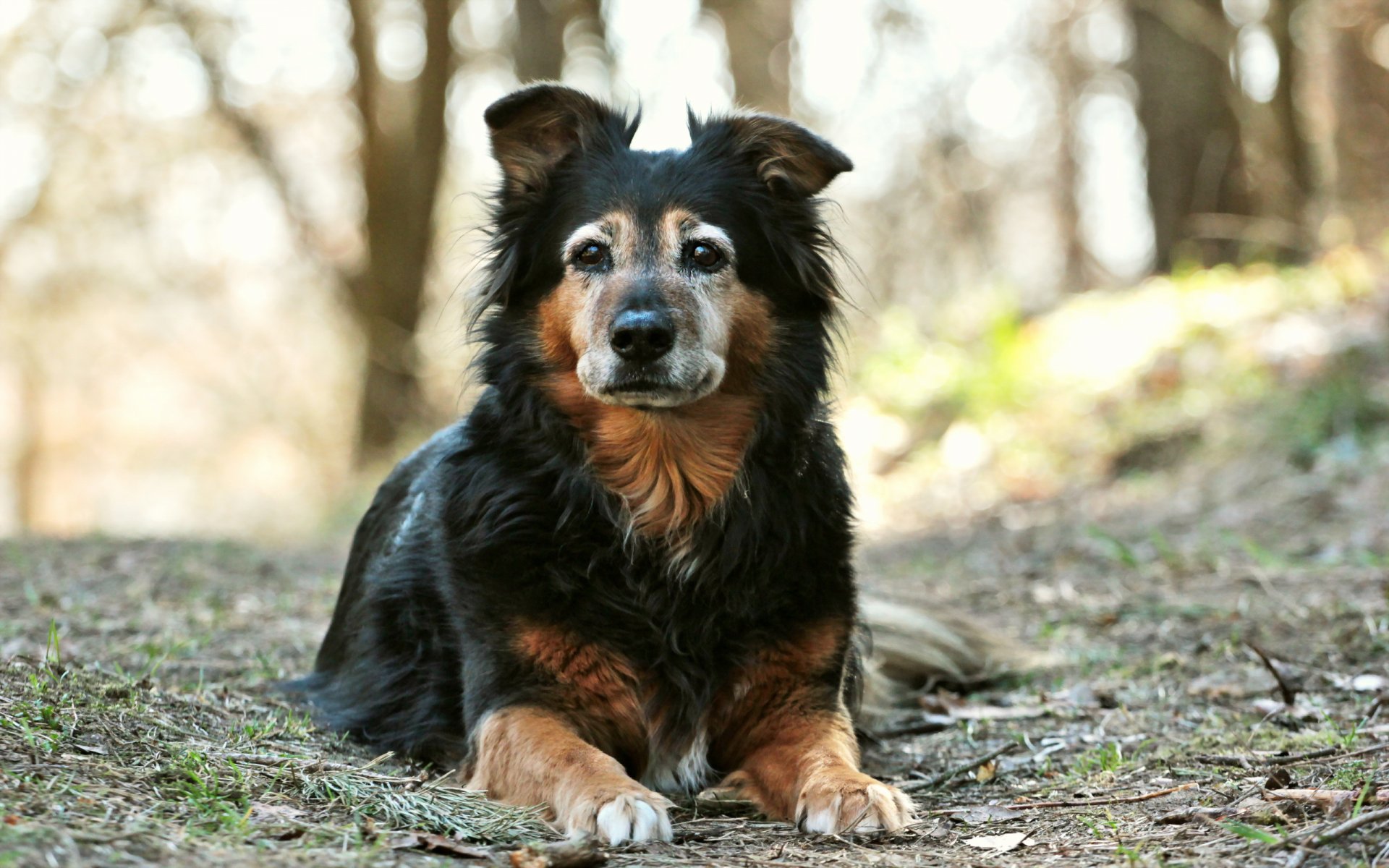 chien regard ami