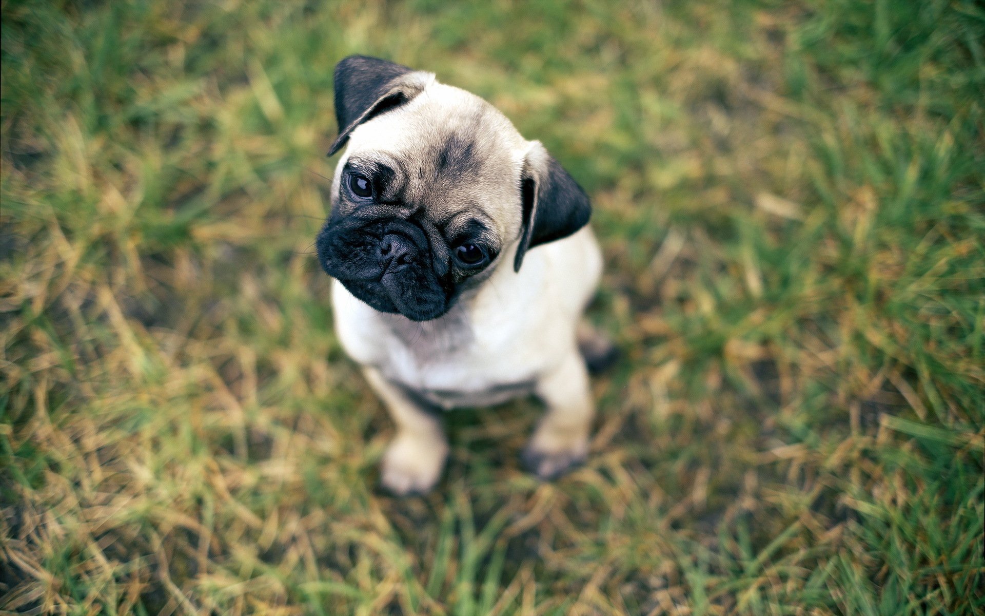 perro mirada amigo