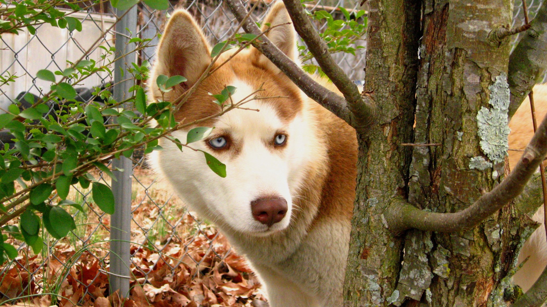 chien husky feuilles rousse