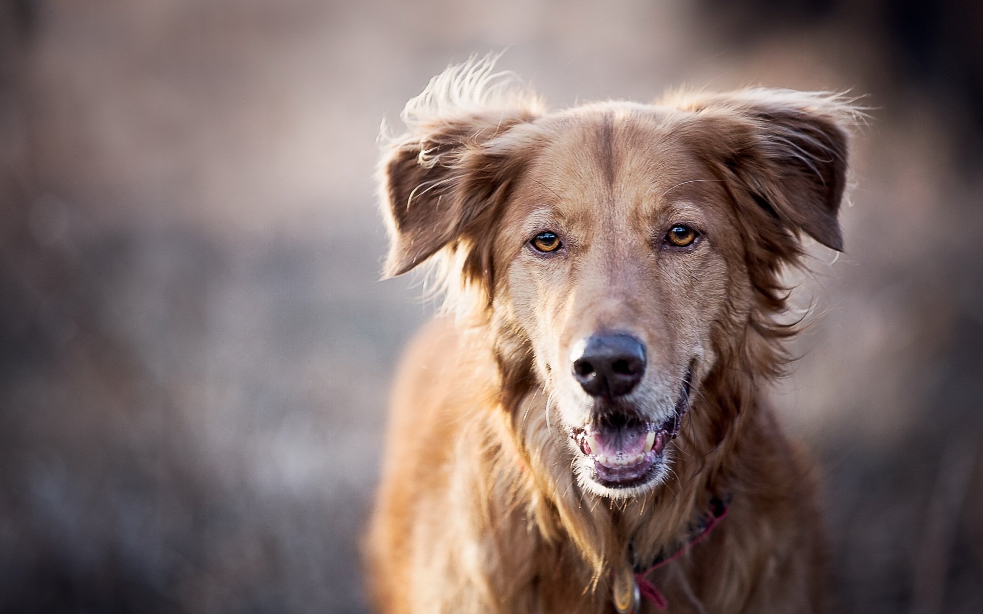 hund blick freund