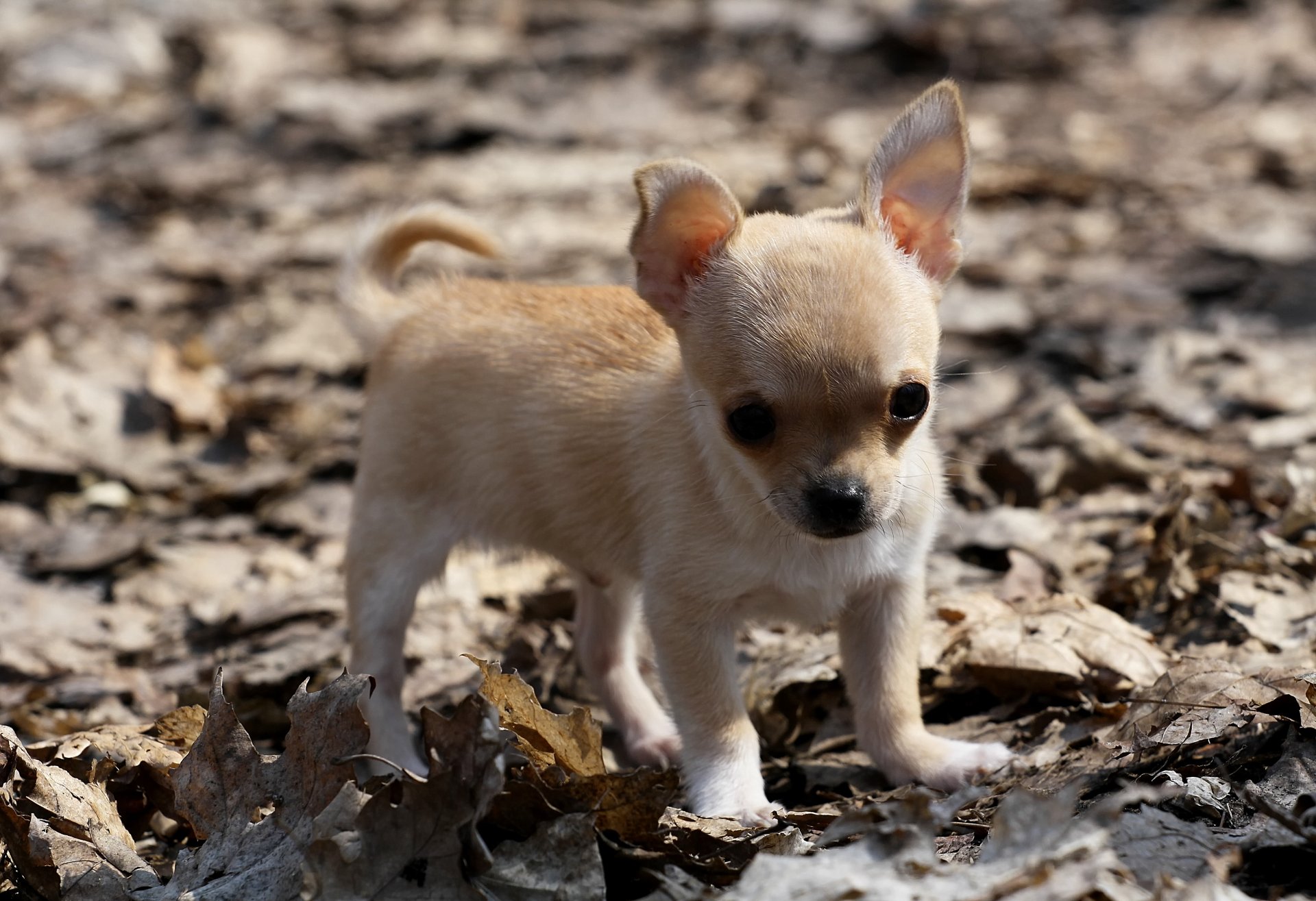 dog puppy leaves chihuahua