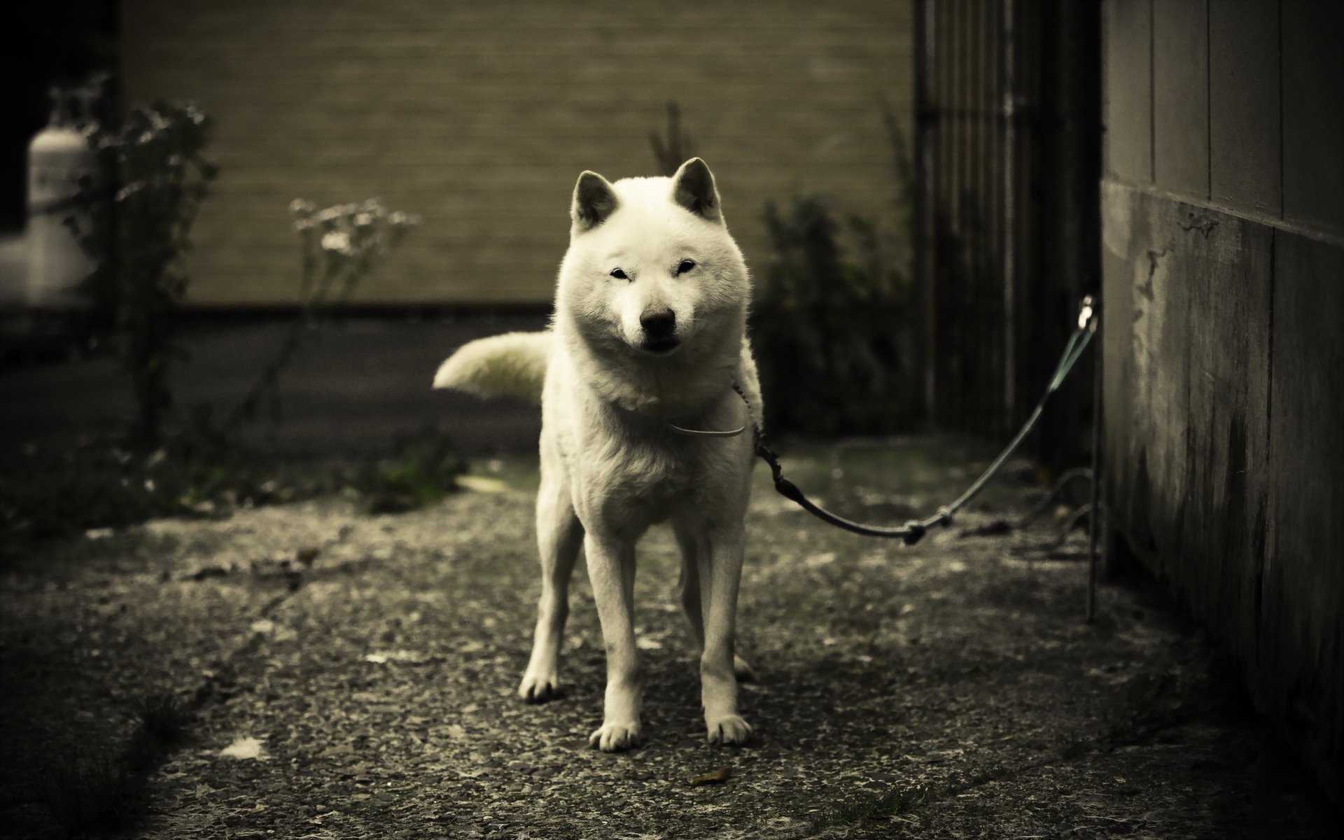 perro amigo guardián