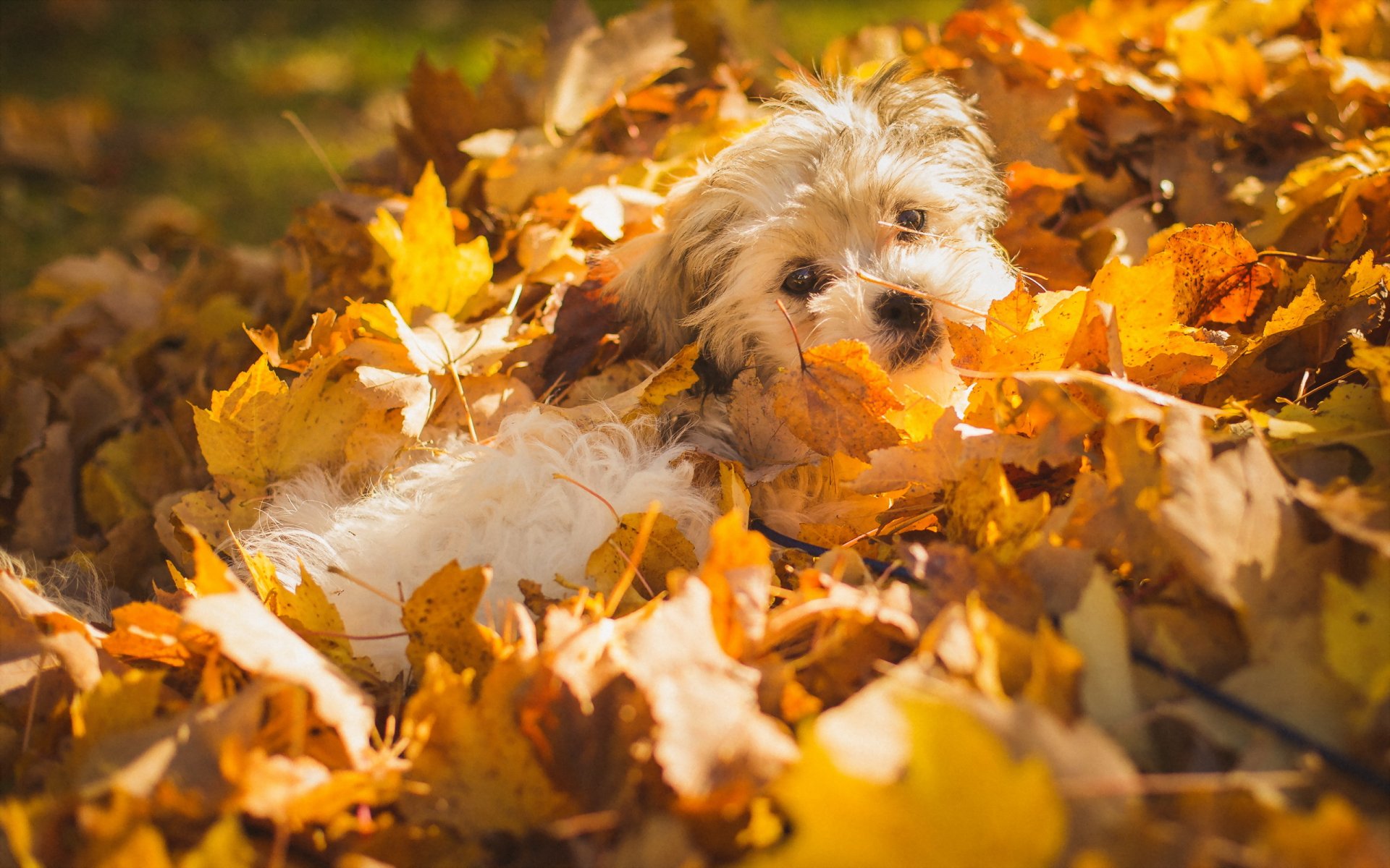 hund blätter herbst