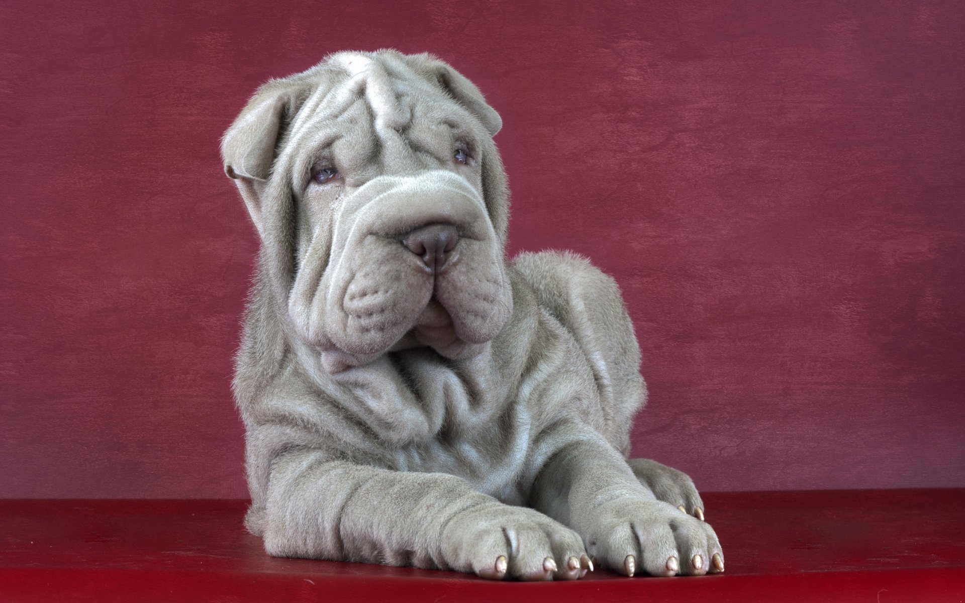 sharpei perro amigo