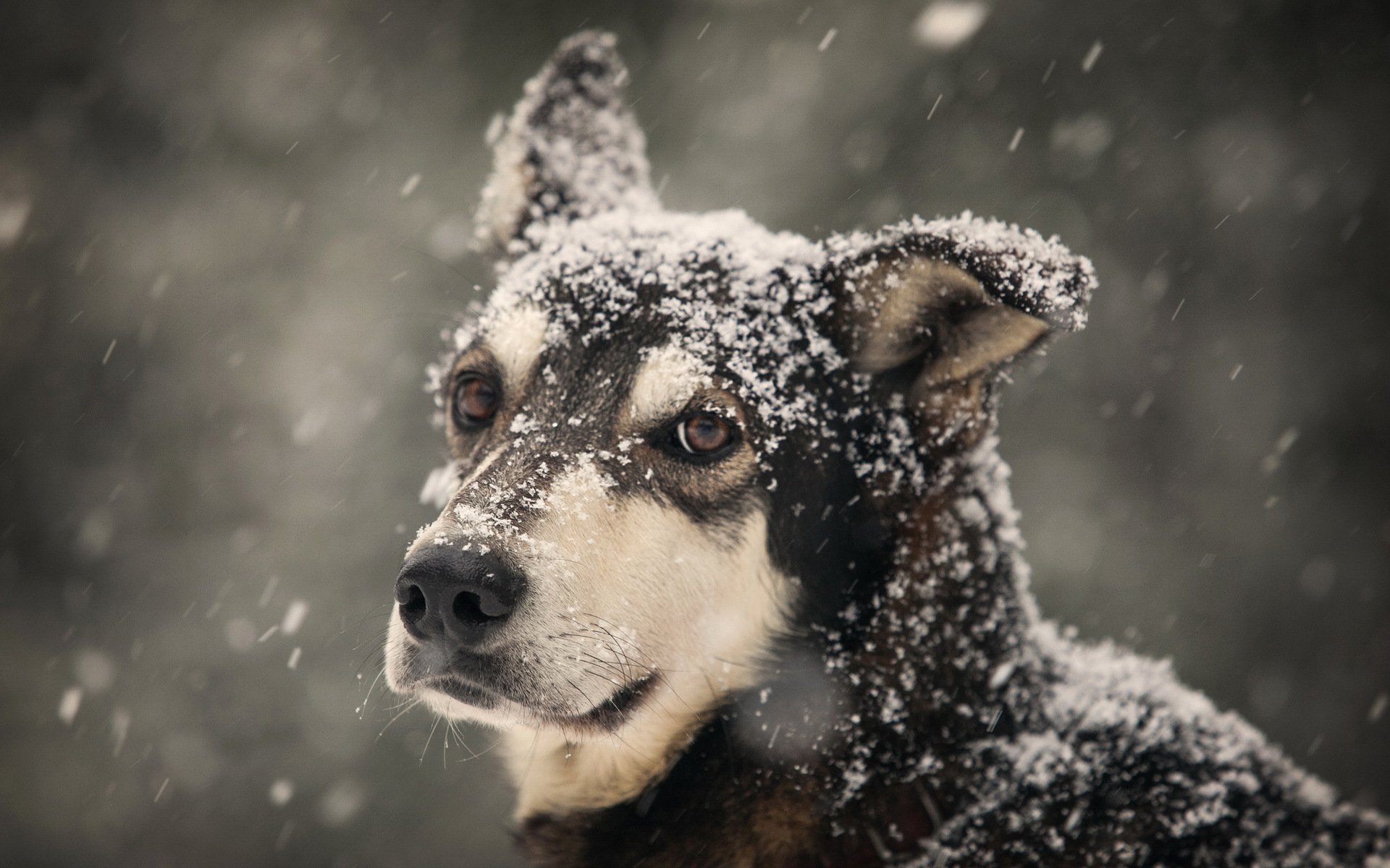 dog winter view