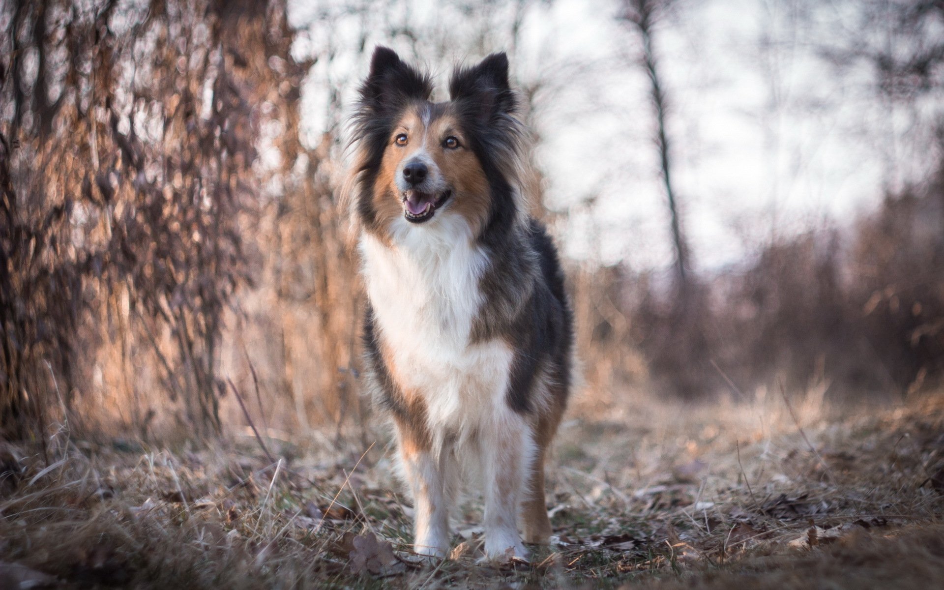 hund blick freund