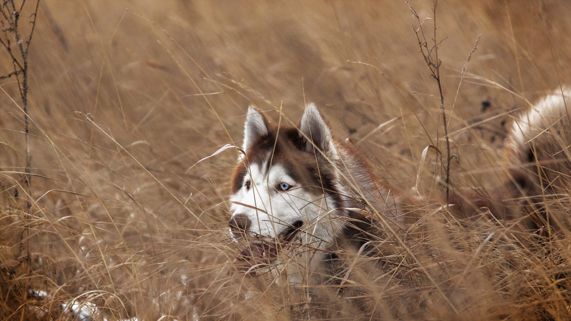 hund blick freund siberian husky