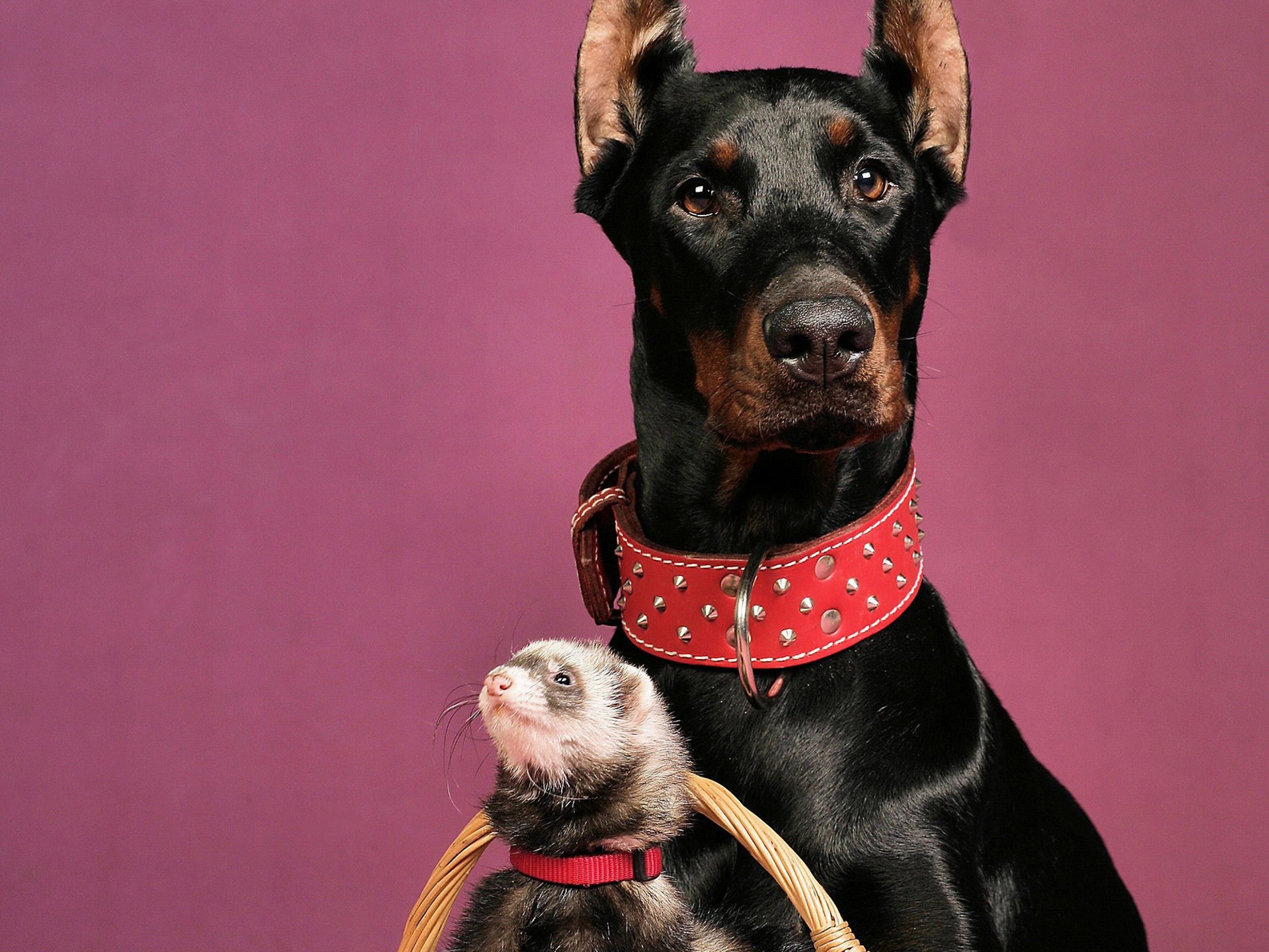 dog dobermann weasel red collar