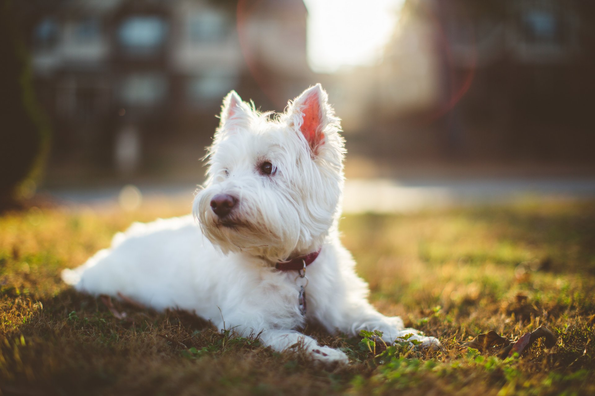 cane bianco shaggy bedlington terrier attenzione collare prato erba luce solare raggi