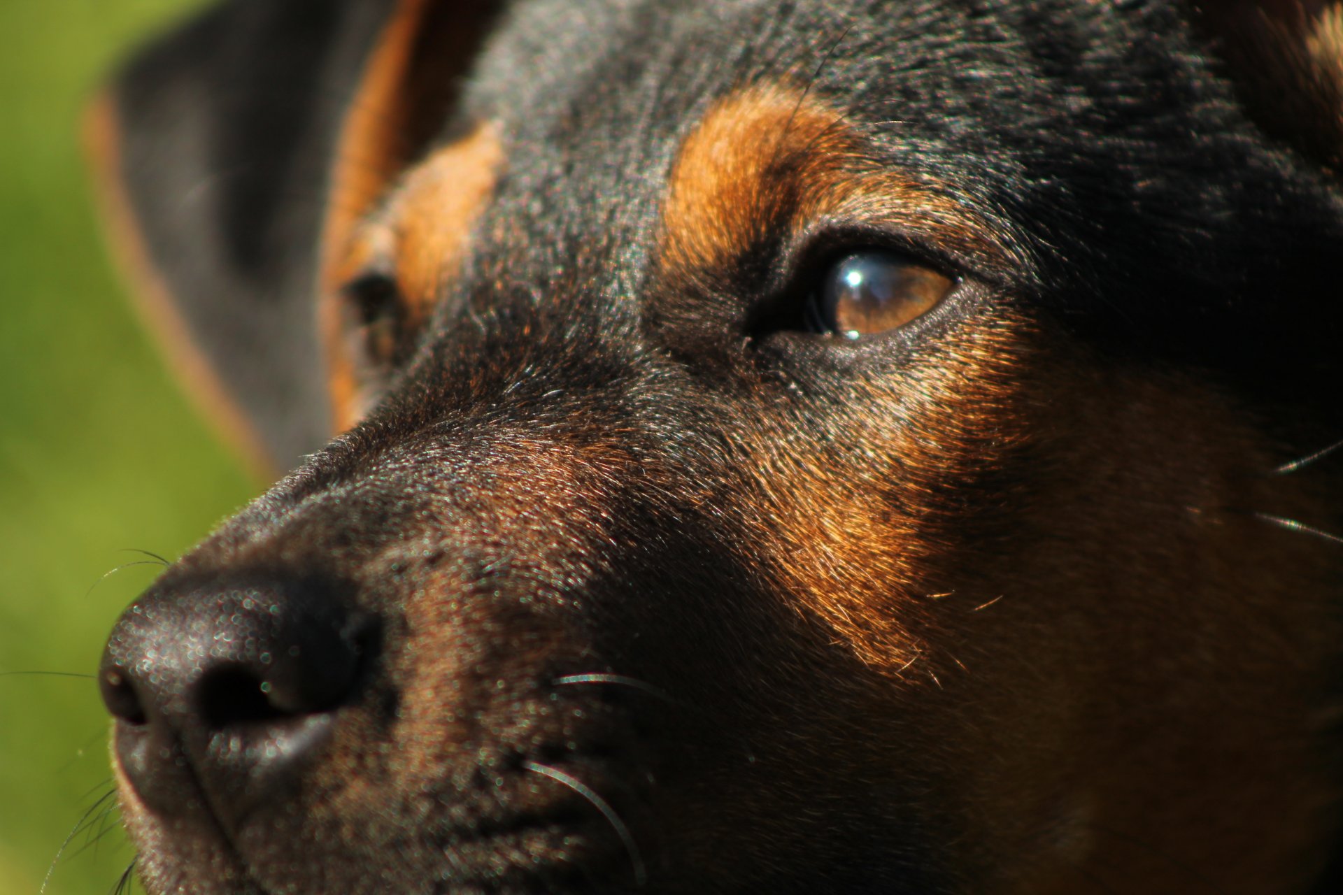 cane. muso naso baffi sguardo occhi