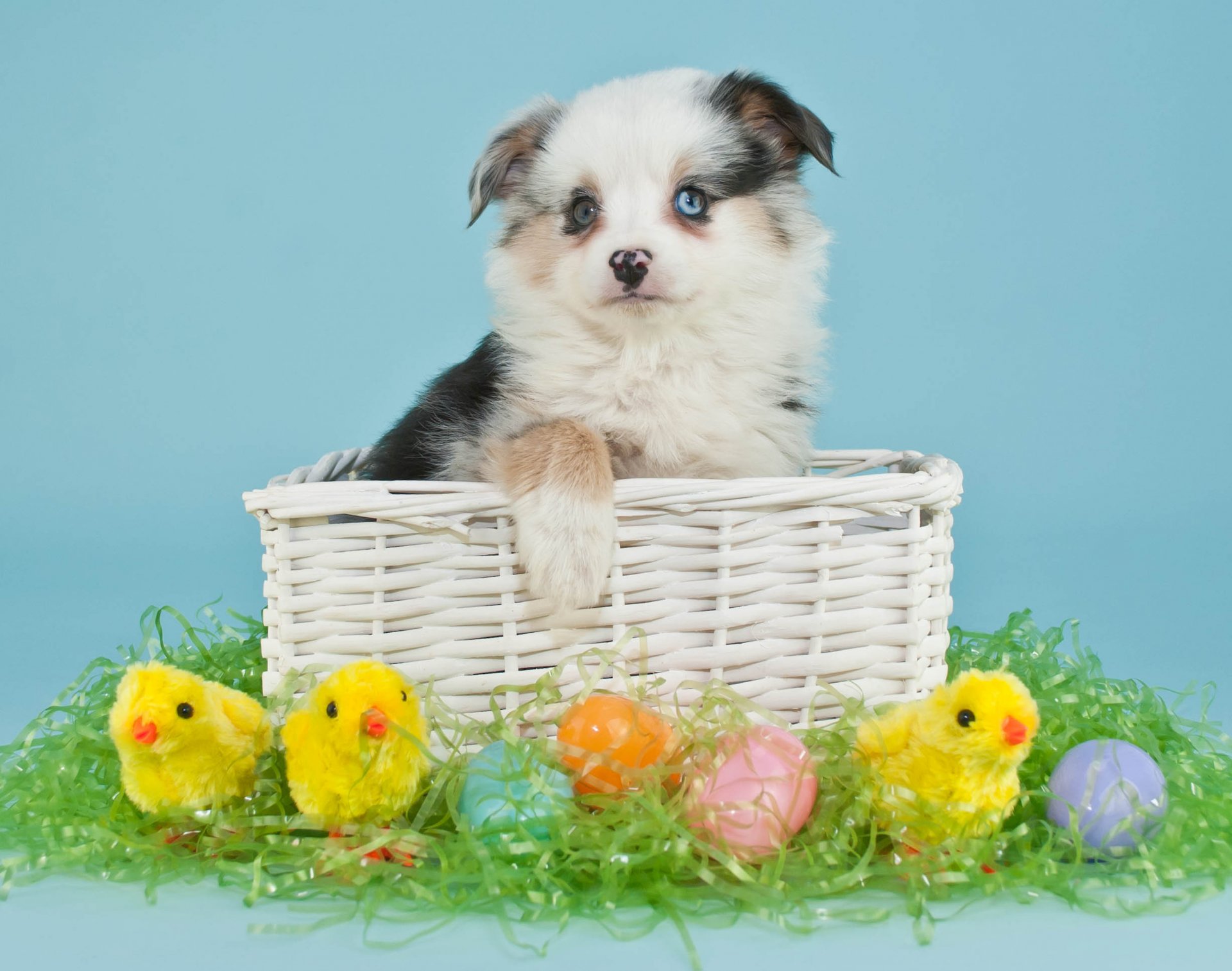 pâques oeufs oeufs de pâques chien