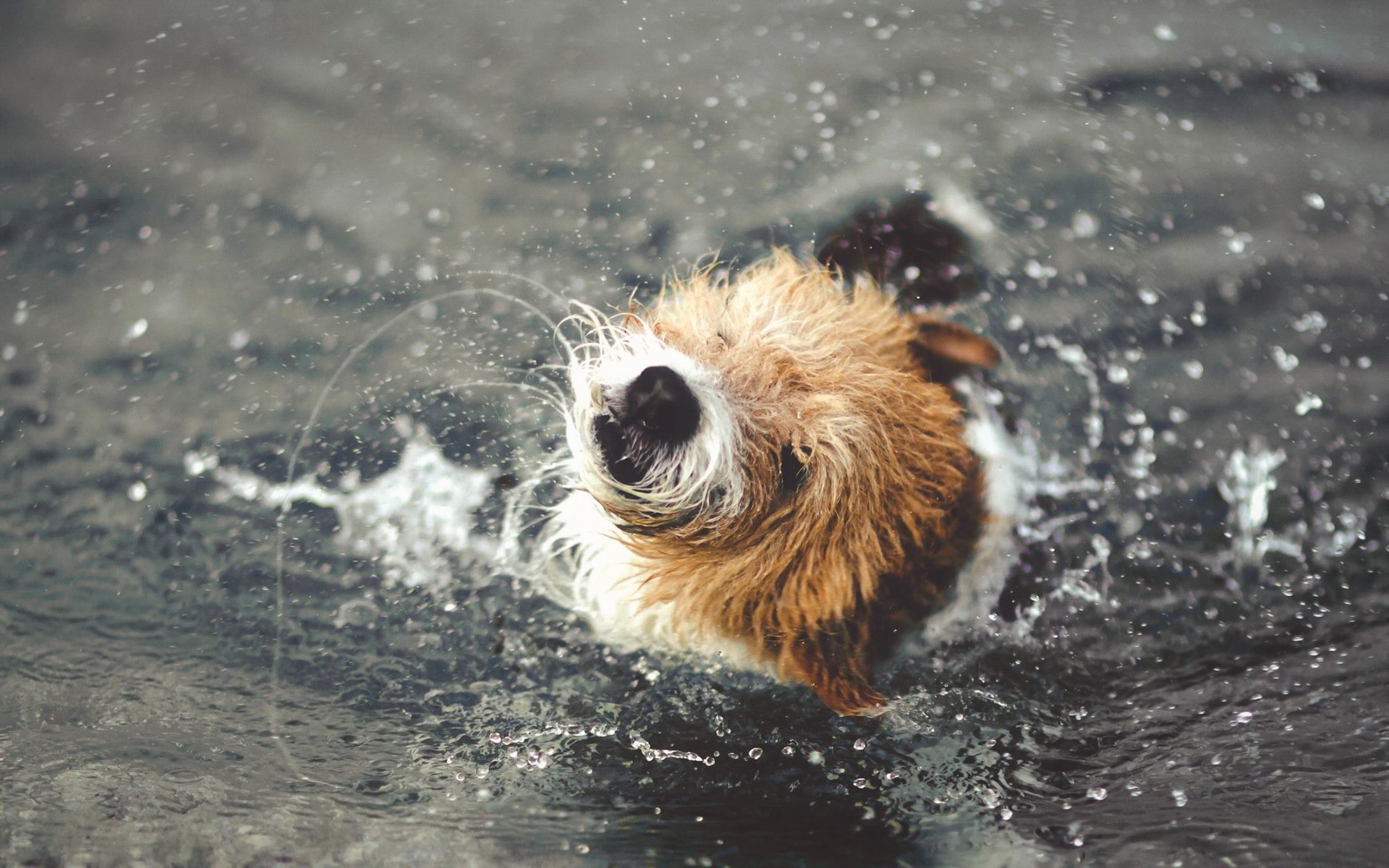 cane acqua spruzzi