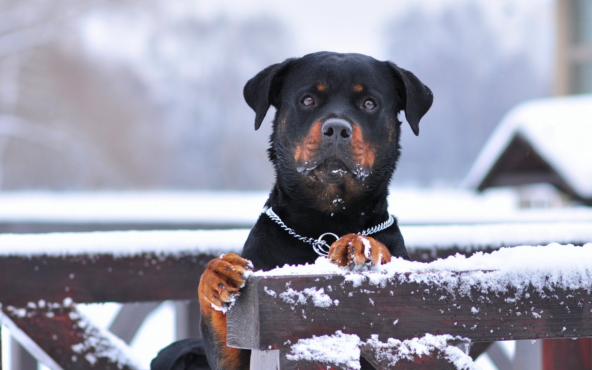 cane amico guardiano