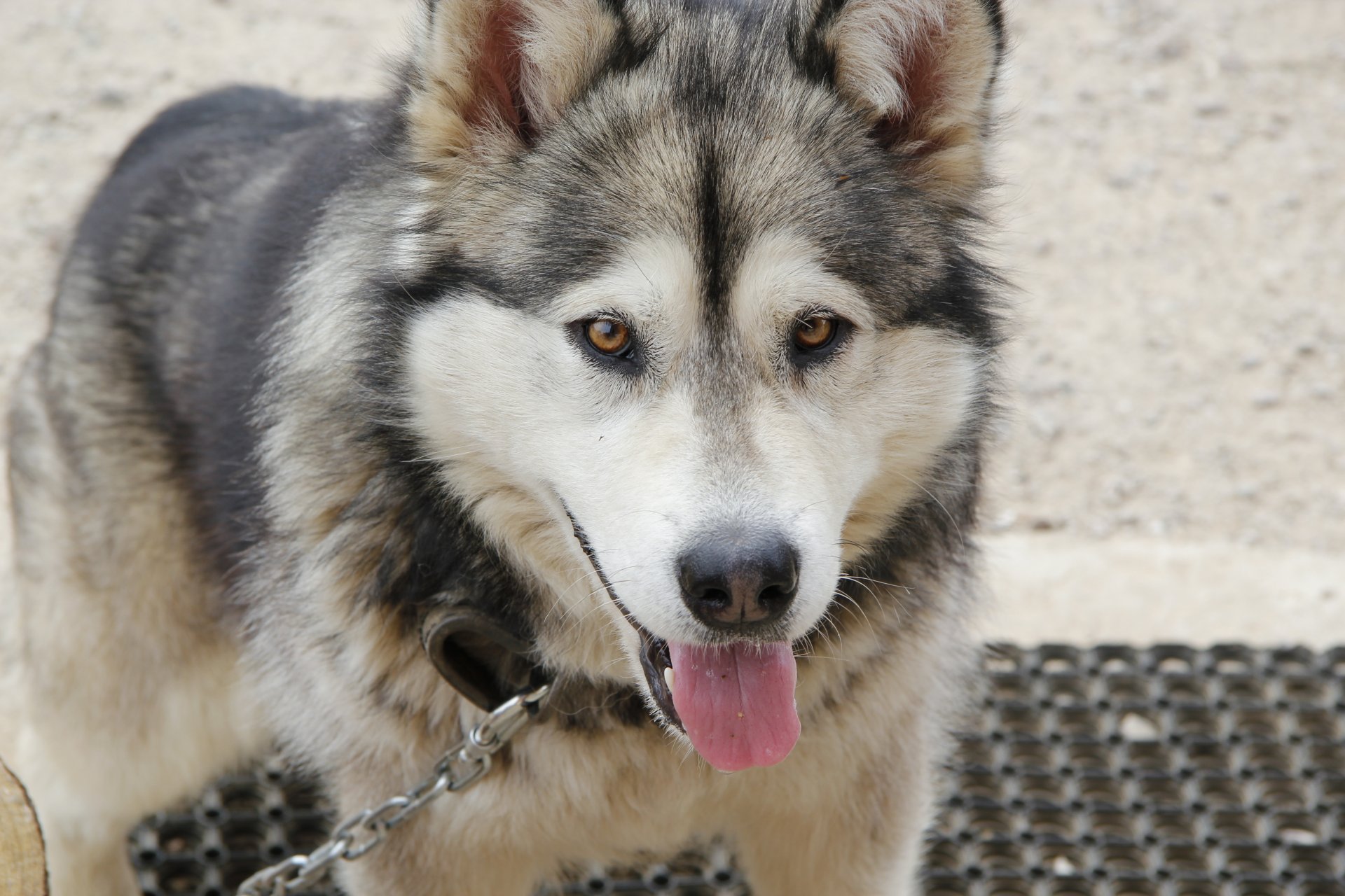 malamute d alaska chien gris et blanc chien de traîneau photographie