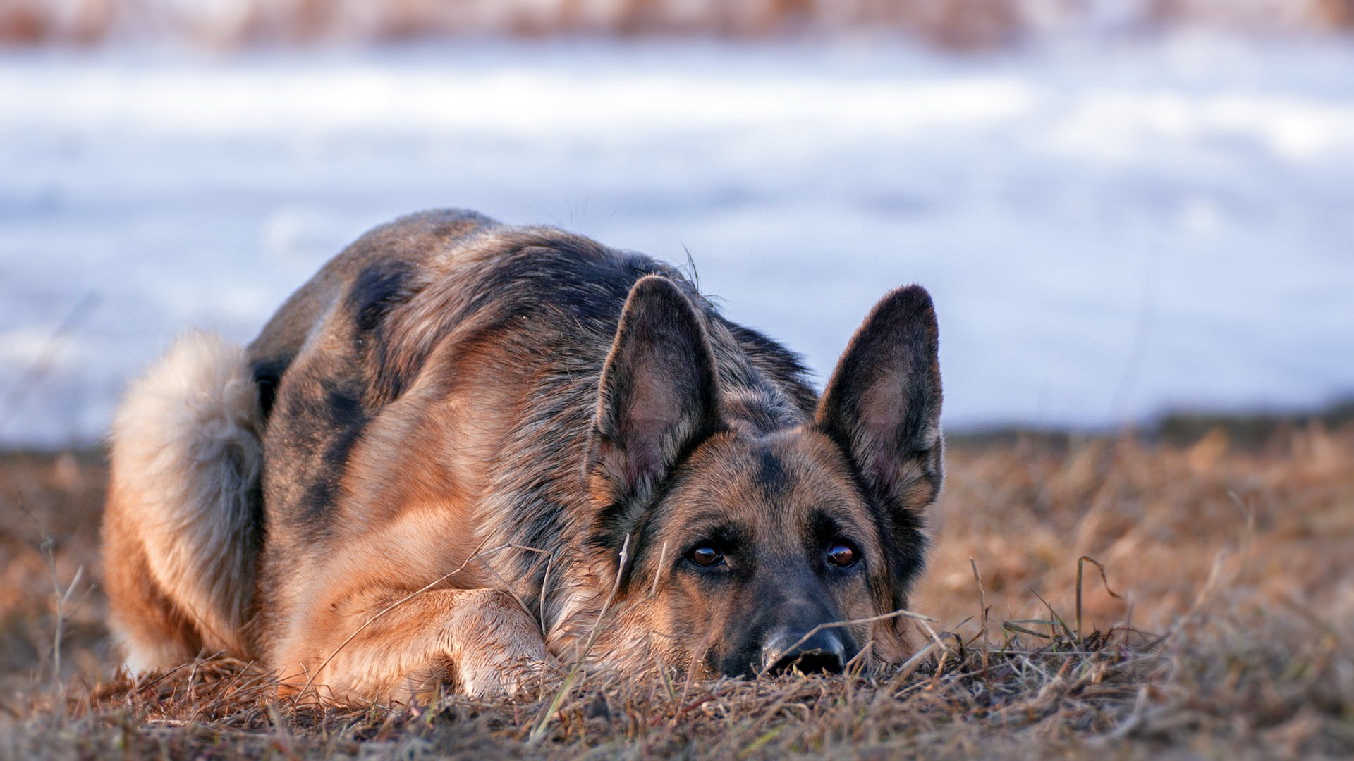 deutscher schäferhund hund blick freund