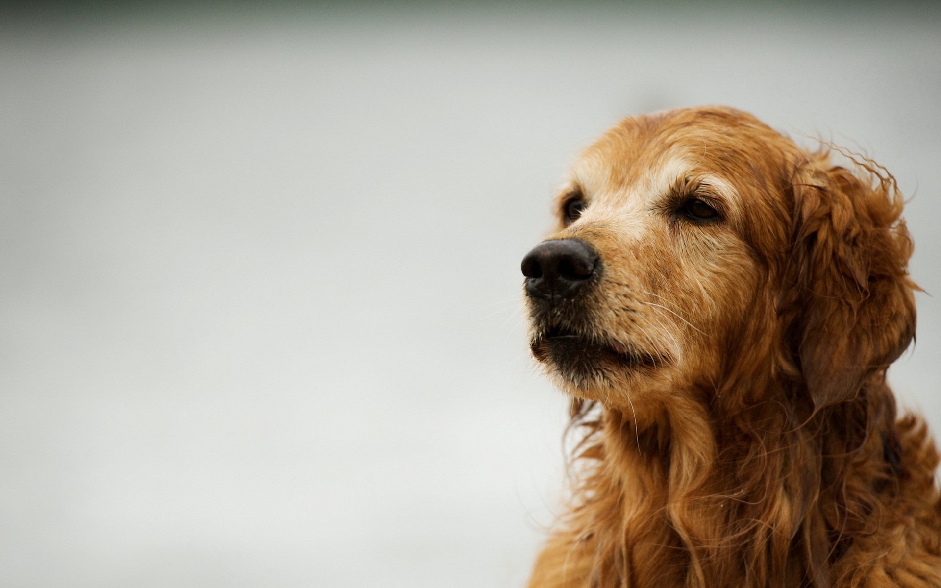 chien retriever fond