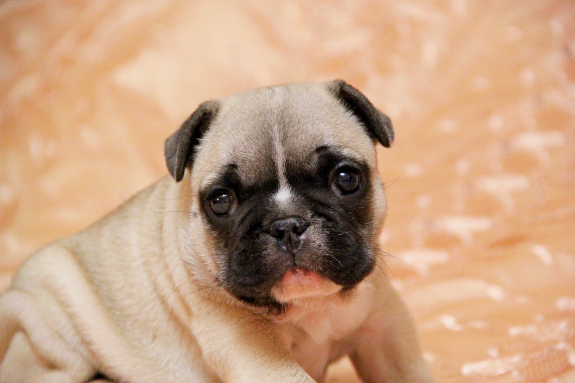 französische bulldogge welpe blick