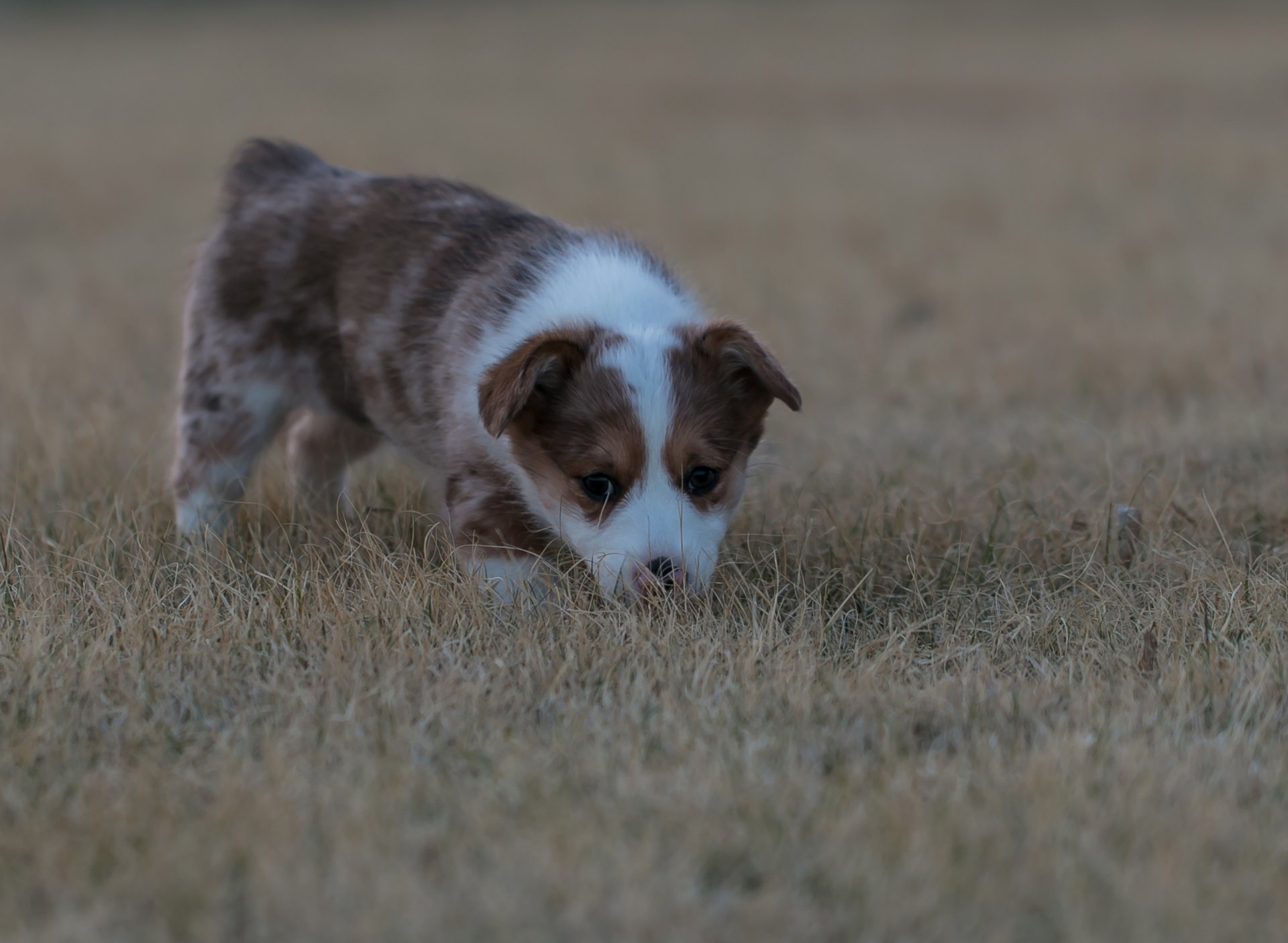 chiot ami enfant