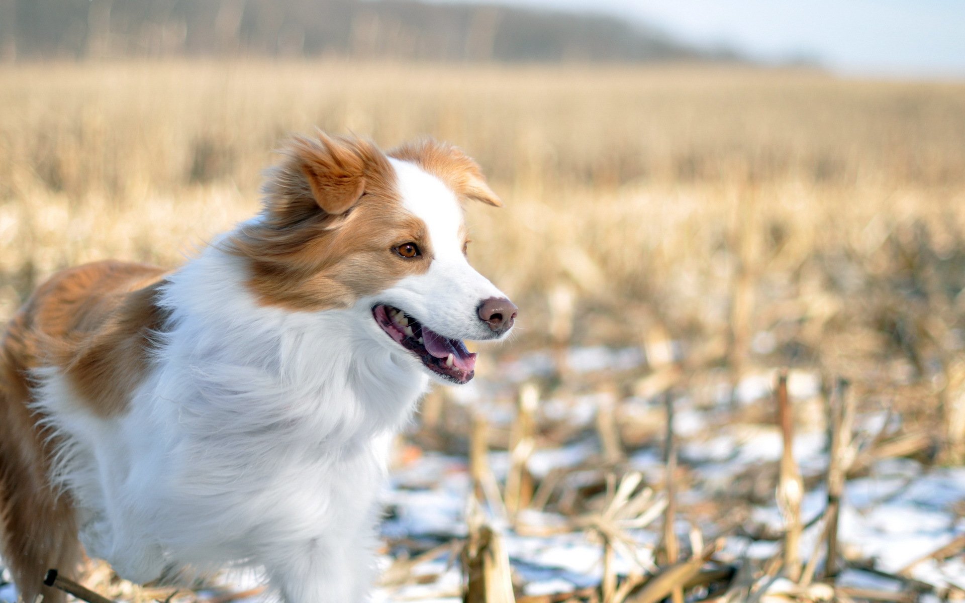 cane campo inverno