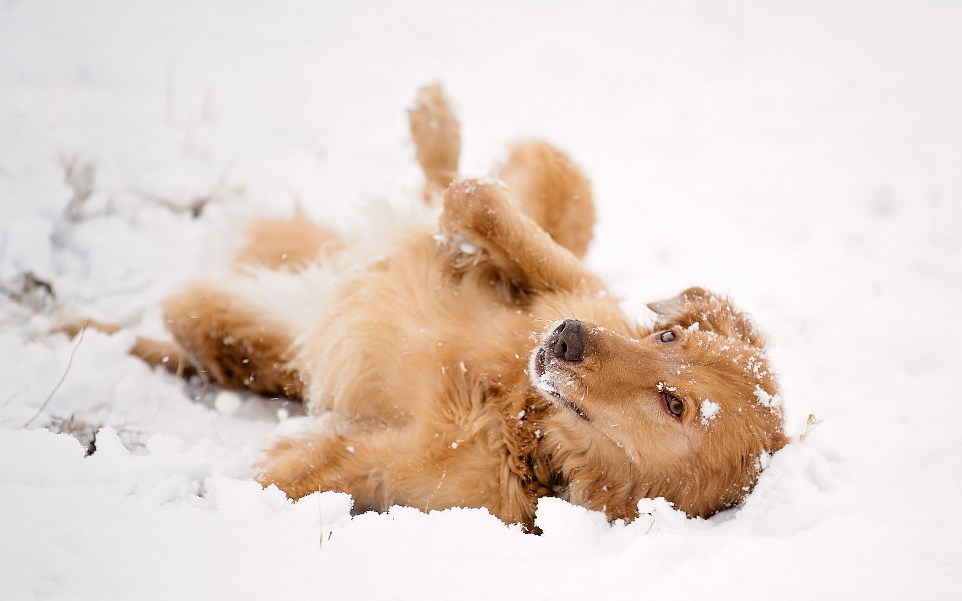 dog view other snow