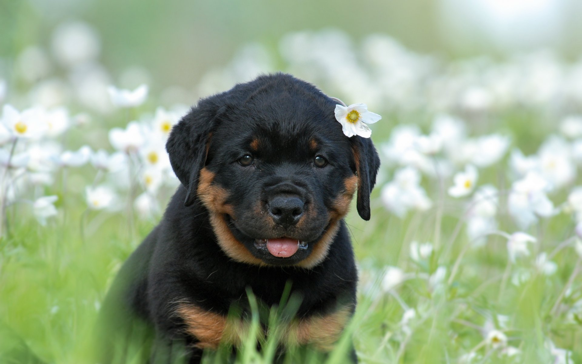 animali rottweiler cane