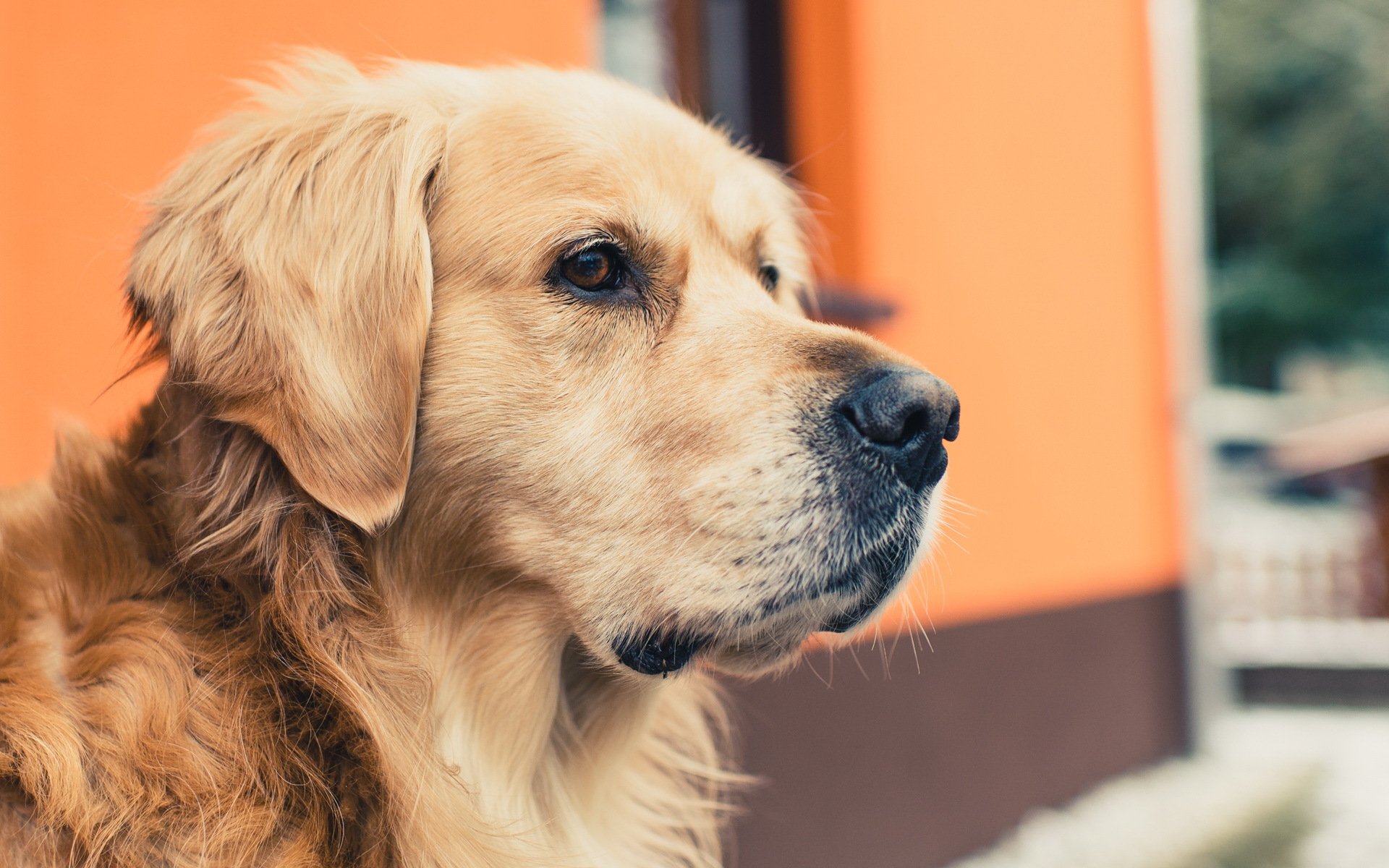 hund blick freund golden retriever