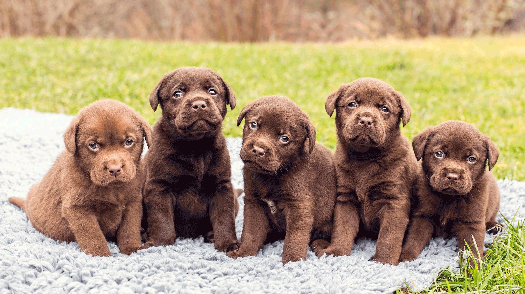 cachorros labrador cinco