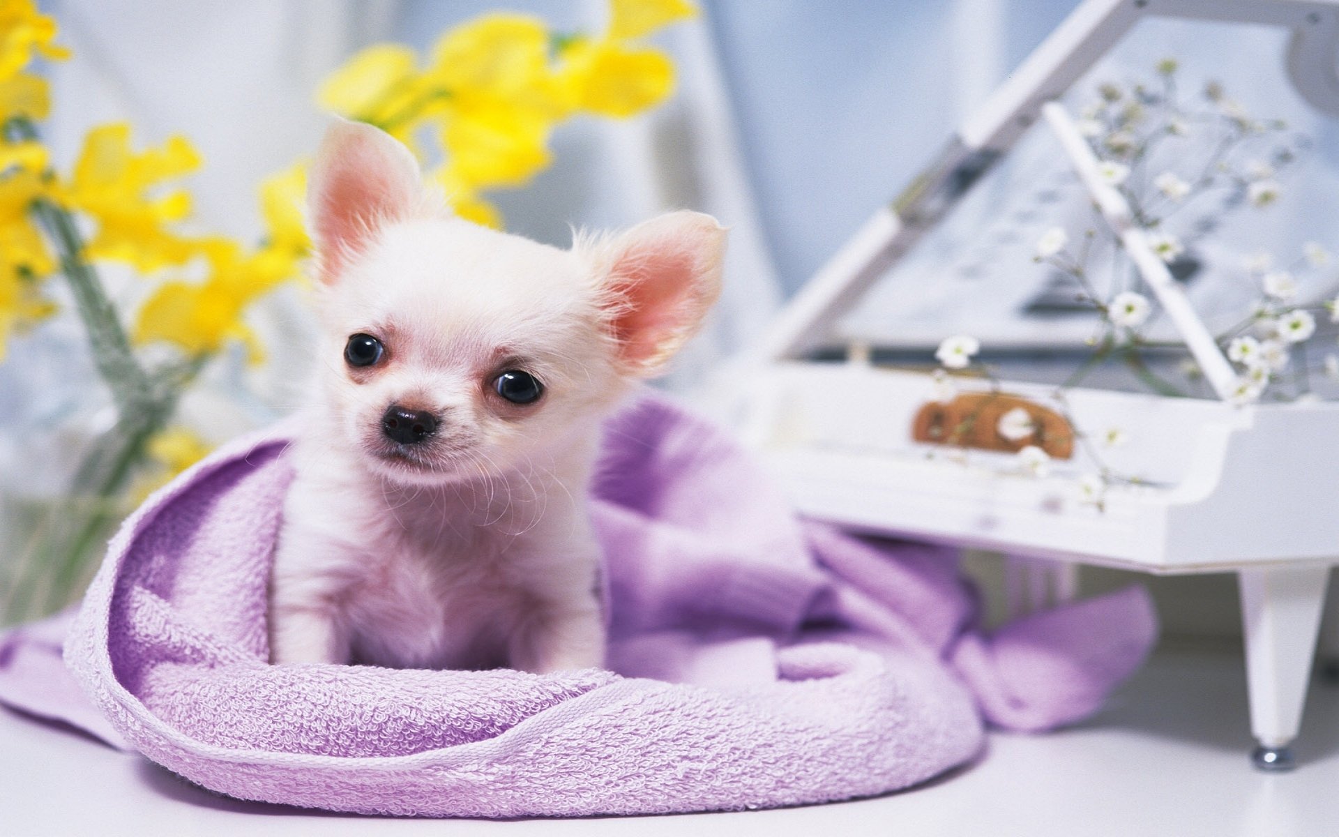 perrito chihuahua pequeño sentado piano flores ojos