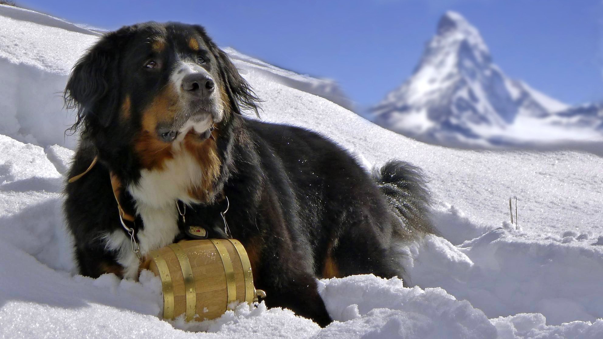 cane bovaro bernese berner bovaro neve montagne