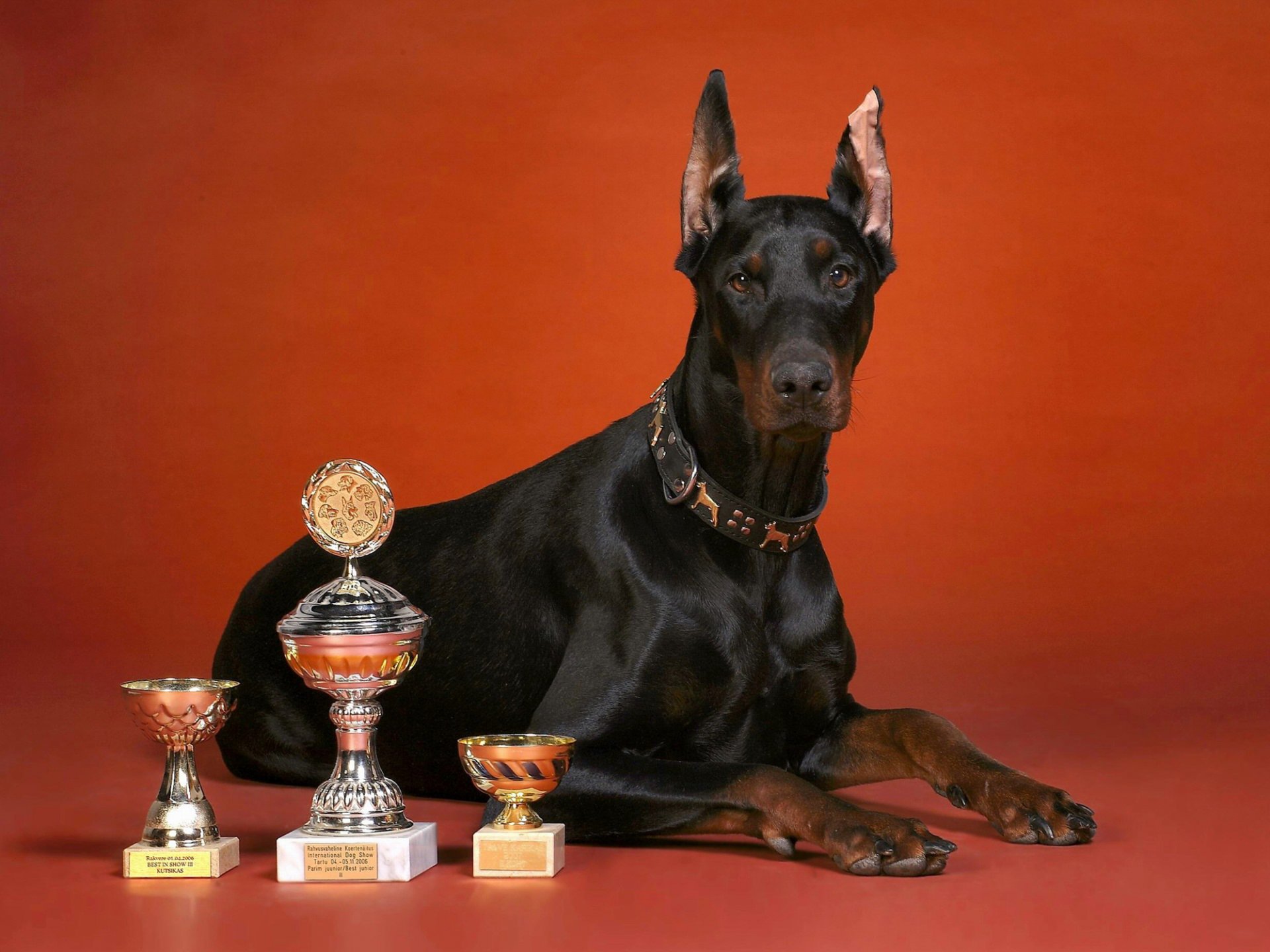 doberman coppe coppa sfondo rosso cane razza