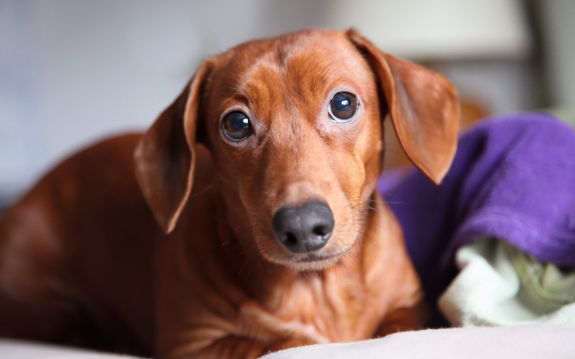 hund blick hintergrund