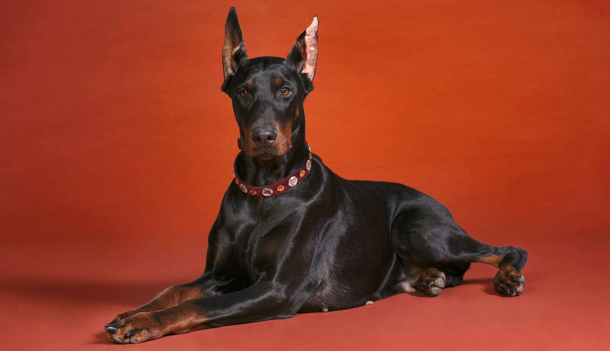 dobermann dog rock red background