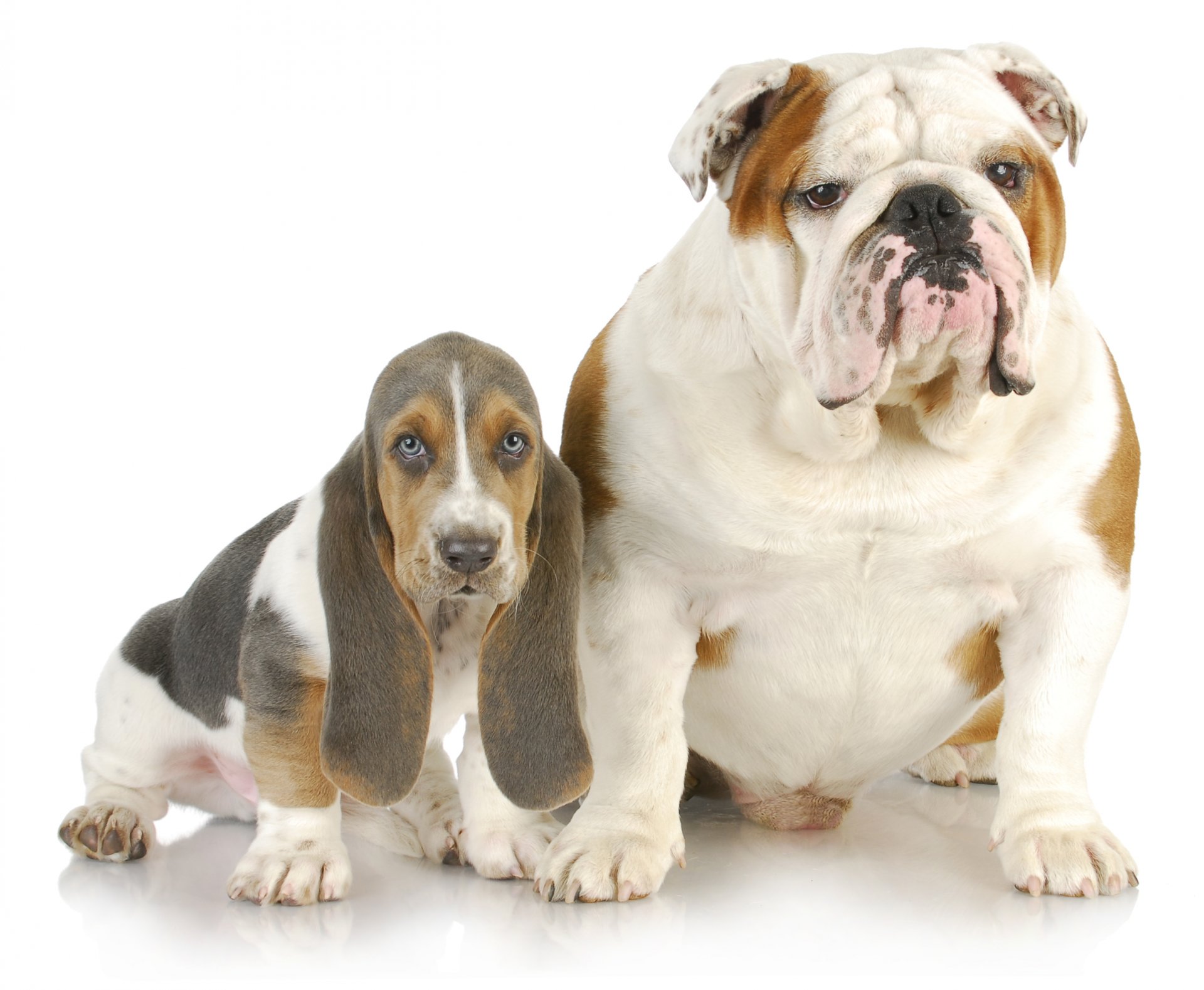 perros bulldog inglés basset