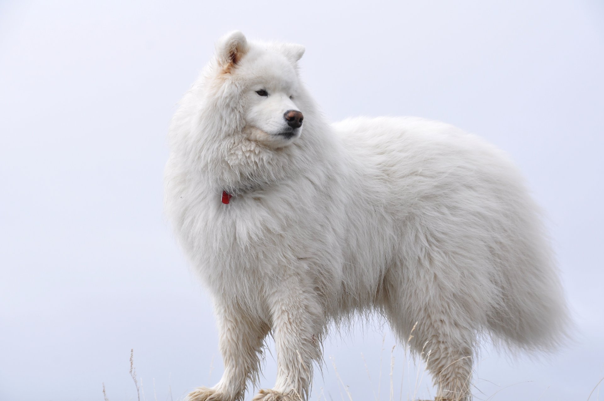 white on white samoyed furry