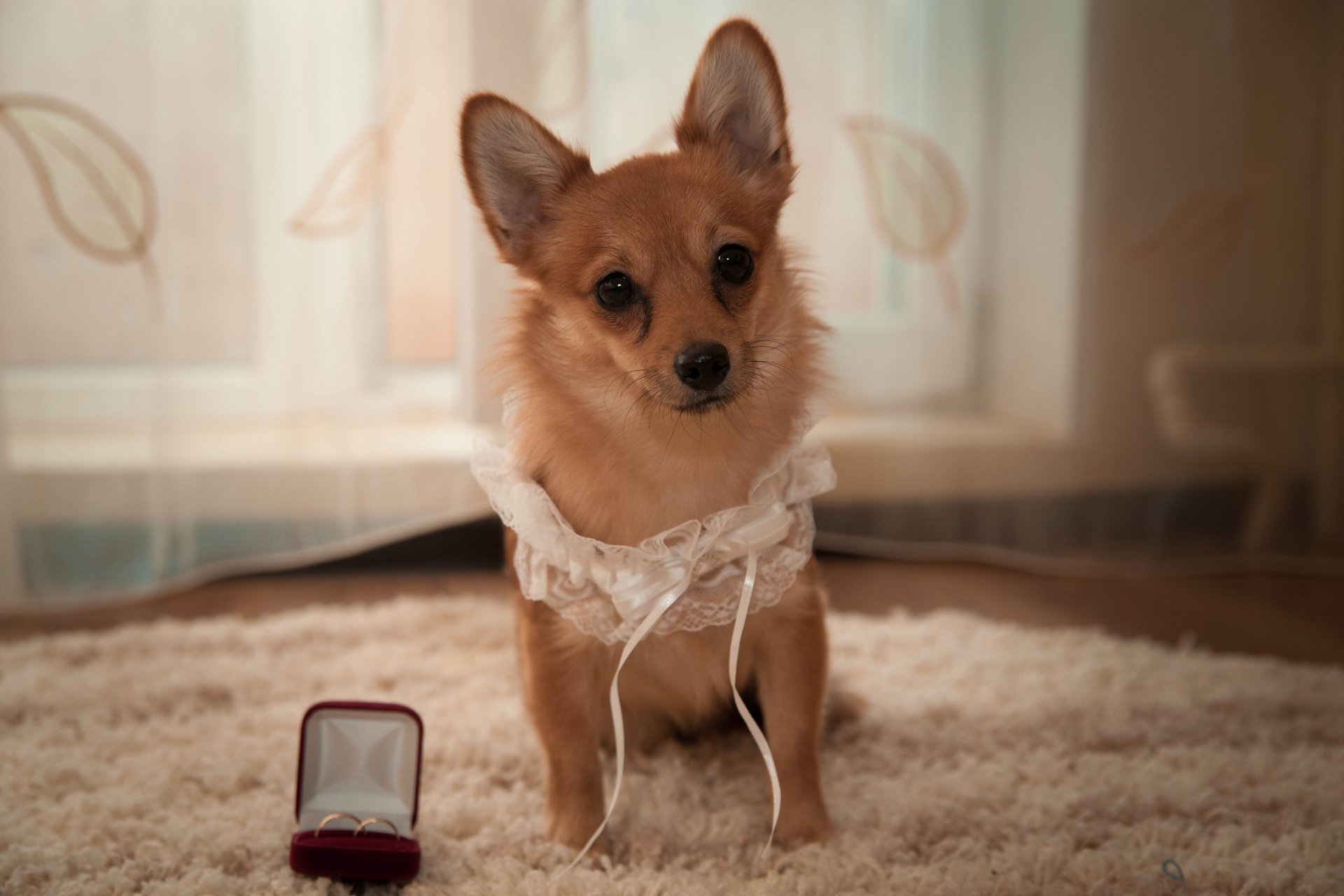 hund blick hochzeit strumpfband