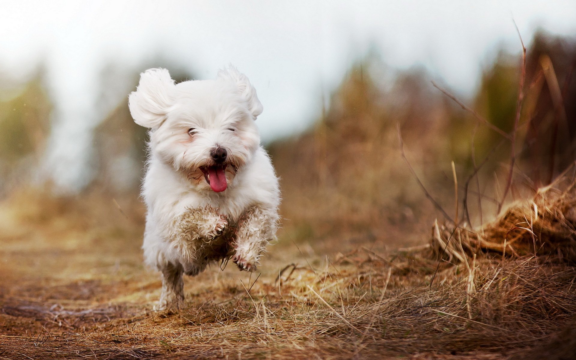 dog the field running