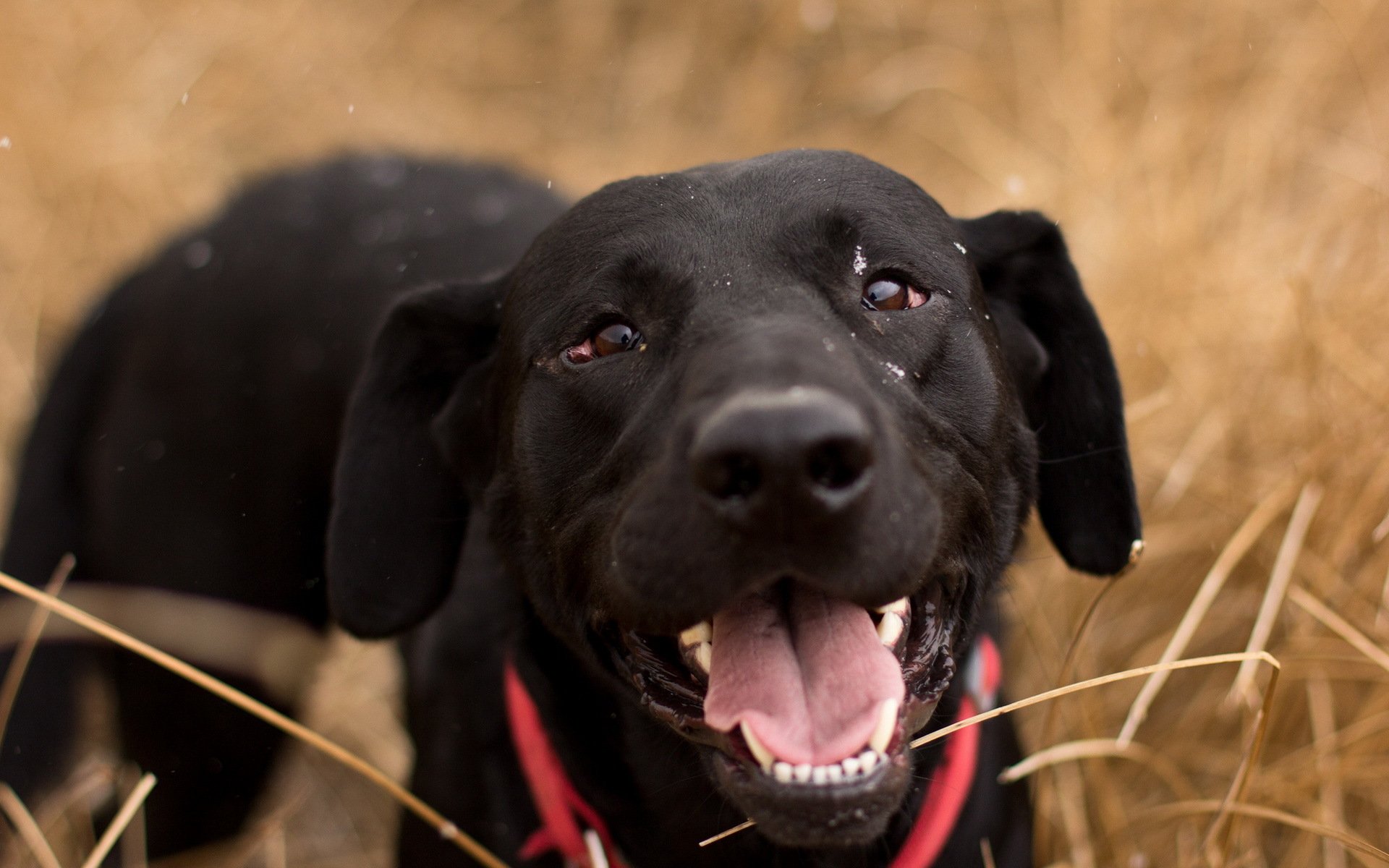 chien regard ami