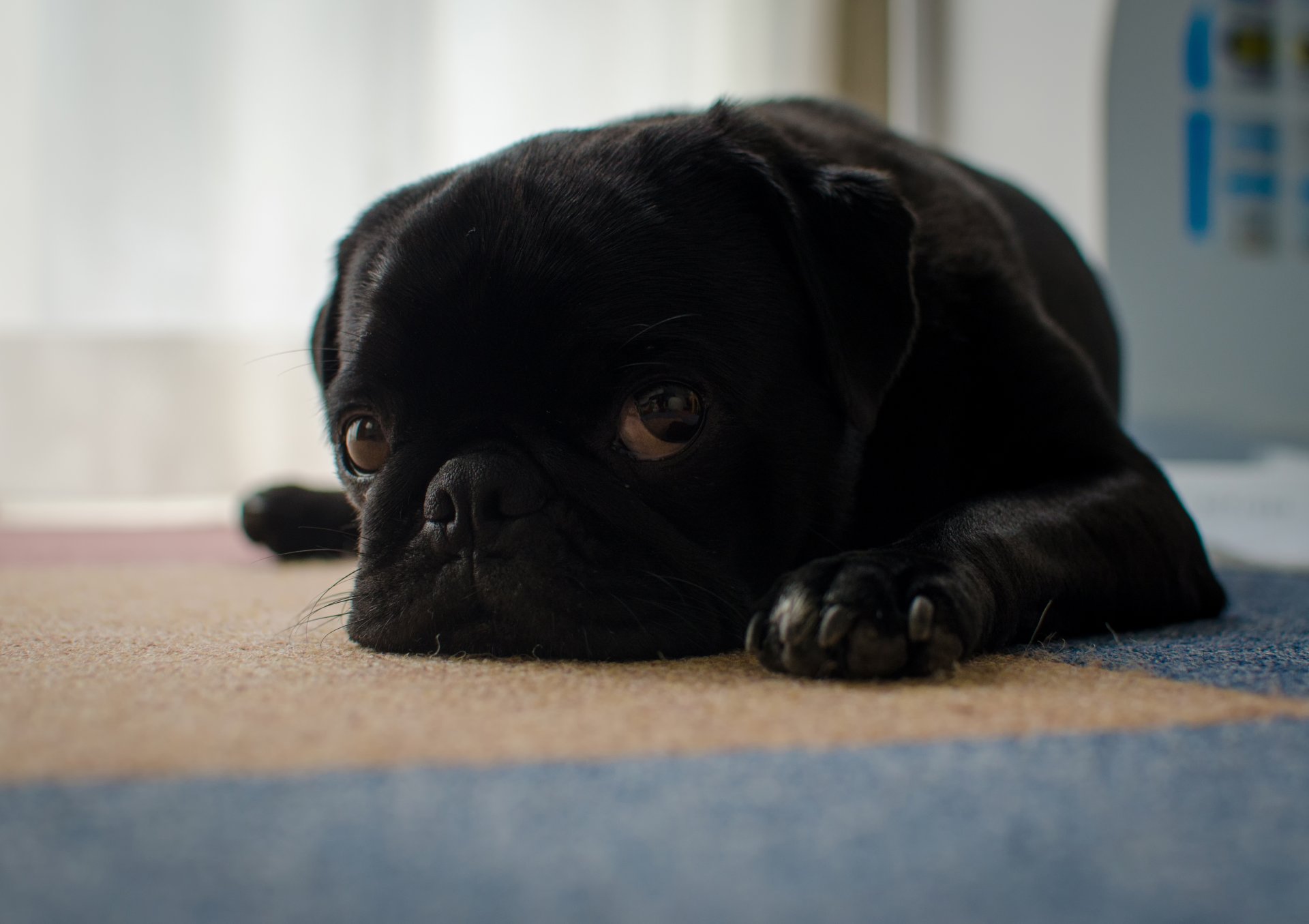 chien ami vue tristesse carlin